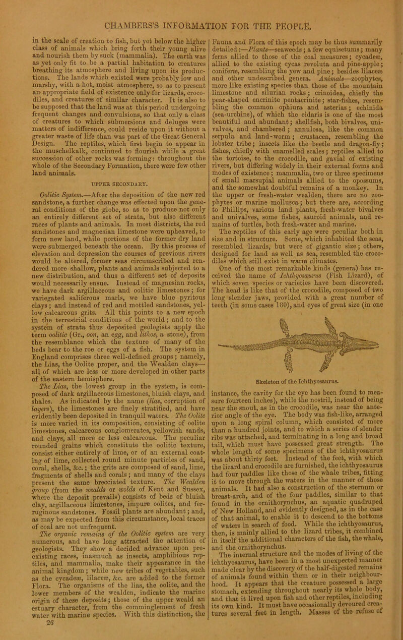 in the scale of creation to fish, but yet below the higher class of animals which bring forth their young alive and nourish them by suck (mammalia). The earth was as yet only fit to be a partial habitation to creatures breathing its atmosphere and living upon its produc- tions. The lands which existed were probably low and marshy, with a hot, moist atmosphere, so as to present an appropriate field of existence only for lizards, croco- diles, and creatures of similar character. It is also to be supposed that the land was at this period undergoing frequent changes and convulsions, so that only a class of creatures to which submersions and deluges were matters of indifference, could reside upon it without a greater waste of life than was part of the Great General Design. The reptiles, which first begin to appear in the muschelkalk, continued to flourish while a great succession of other rocks was forming: throughout the whole of the Secondary Formation, there were few other land animals. UPPER SECONDARY. Oolitic System.—After the deposition of the new red sandstone, a further change was effected upon the gene- ral conditions of the globe, so as to produce not only an entirely different set of strata, but also different races of plants and animals. In most districts, the red sandstones and magnesian limestone were upkeaved, to form new land, while portions of the former dry land were submerged beneath the ocean. By this process of elevation and depression the courses of previous rivers would be altered, former seas circumscribed and ren- dered more shallow, plants and animals subjected to a new distribution, and thus a different set of deposits would necessarily ensue. Instead of magnesian rocks, we have dark argillaceous and oolitic limestones; for variegated saliferous marls, we have blue pyritous clays ; and instead of red and mottled sandstones, yel- low calcareous grits. All this points to a new epoch in the terrestrial conditions of the world ; and to the system of strata thus deposited geologists apply the term oolitic (Gr., oon, an egg, and lithos, a stone), from the resemblance which the texture of many of the beds bear to the roe or eggs of a fish. The system in England comprises three well-defined groups ; namely, the Lias, the Oolite proper, and the Wealden clays— all of which are less or more developed in other parts of the eastern hemisphere. The Lias, the lowest group in the system, is com- posed of dark argillaceous limestones, bluish clays, and shales. As indicated by the name (lias, corruption of layers'), the limestones are finely stratified, and have evidently been deposited in tranquil waters. The Oolite is more varied in its composition, consisting of oolite limestones, calcareous conglomerates, yellowish sands, and clays, all more or less calcareous. The peculiar rounded grains which constitute the oolitic texture, consist either entirely of lime, or of an external coat- ing of lime, collected round minute particles of sand, coral, shells, &c.; the grits are composed of sand, lime, fragments of shells and corals; and many of the clays present the same brecciated texture. The Wealden group (from the wealds or molds of Kent and Sussex, where the deposit prevails) consists of beds of bluish clay, argillaceous limestones, impure oolites, and fer- ruginous sandstones. Fossil plants are abundant; and, as may be expected from this circumstance, local traces of coal arc not unfrequent. The organic remains of the Oolitic system are very numerous, and have long attracted the attention of geologists. They show a decided advance upon pre- existing races, inasmuch as insects, amphibious rep- tiles, and mammalia, make their appearance in the animal kingdom; while new tribes of vegetables, such as the cycadeoe, lilaceoe, &c. are added to the former Flora. The organisms of the lias, the oolite, and the lower members of the wealden, indicate the marine origin of these deposits; those of the upper weald an estuary character, from the comminglement of fresh water with marine species. With this distinction, the 26 Fauna and Flora of this epoch may be thus summarily detailed :—Plants—seaweeds ; a few equisetums; many ferns allied to those of the coal measures; cycadese, allied to the existing cycas revoluta and pine-apple; conifertc, resembling the yew and pine; besides lilaccas and other undescribed genera. Animals—zoophytes, more like existing species than those of the mountain limestone and Silurian rocks ; crinoidea, chiefly the pear-shaped encrinite pentacrinite; star-fishes, resem- bling the common ophiura and asterias; echinida (sea-urchins), of which the cidaris is one of the most beautiful and abundant; shellfish, both bivalves, uni- valves, and chambered ; annulosa, like the common serpula and land-worm ; Crustacea, resembling the lobster tribe; insects like the beetle and dragon-fly; fishes, chiefly with enamelled scales; reptiles allied to the tortoise, to the crocodile, and gavial of existing rivers, but differing widely in their external forms and modes of existence; mammalia, two or three specimens of small marsupial animals allied to the opossums, and the somewhat doubtful remains of a monkey. In the upper or fresh-water wealden, there are no zoo- phytes or marine mollusca; but there are, according to Phillips, various land plants, fresh-water bivalves and univalves, some fishes, sauroid animals, and re- mains of turtles, both fresh-water and marine. The reptiles of this early age were peculiar both in size and in structure. Some, which inhabited the seas, resembled lizards, but were of gigantic size; others, designed for land as well as sea, resembled the croco- diles which still exist in warm climates. One of the most remarkable kinds (genera) has re- ceived the name of Ichthyosaurus (Fish Lizard), of which seven species or varieties have been discovered. The head is like that of the crocodile, composed of two long slender jaws, provided with a great number of teeth (in some cases 180), and eyes of great size (in one Skeleton of the Ichthyosaurus. instance, the cavity for the eye has been found to mea- sure fourteen inches), while the nostril, instead of being near the snout, as in the crocodile, was near the ante- rior angle of the eye. The body was fish-like, arranged upon a long spiral column, which consisted of more than a hundred joints, and to which a series of slender ribs was attached, and terminating in a long and broad tail, which must have possessed great strength. The whole length of some specimens of the ichthyosaurus was about thirty feet. Instead of the feet, with which the lizard and crocodile are furnished, the ichthyosaurus had four paddles like those of the whale tribes, fitting it to move through the waters in the manner of those animals. It had also a construction of the sternum or breast-arch, and of the four paddles, similar to that found in the omithorynchus, an aquatic quadruped of New Holland, and evidently designed, as in the case of that animal, to enablo it to descend to the bottoms of waters in search of food. W bile the ichthyosaurus, then, is mainly allied to the lizard tribes, it combined in itself the additional characters of the fish, the whale, and the, omithorynchus. The internal structure and the modes of living of the ichthyosaurus, have been in a most unexpected manner made clear by the discovery of the half-digested remains of animals found within them or in their neighbour- hood. It appears that the creature possessed a largo stomach, extending throughout nearly its whole body, and that it lived upon fish and other reptiles, including its own kind. It must have occasionally devoured crea- tures several feet in length. Masses of the refuse of