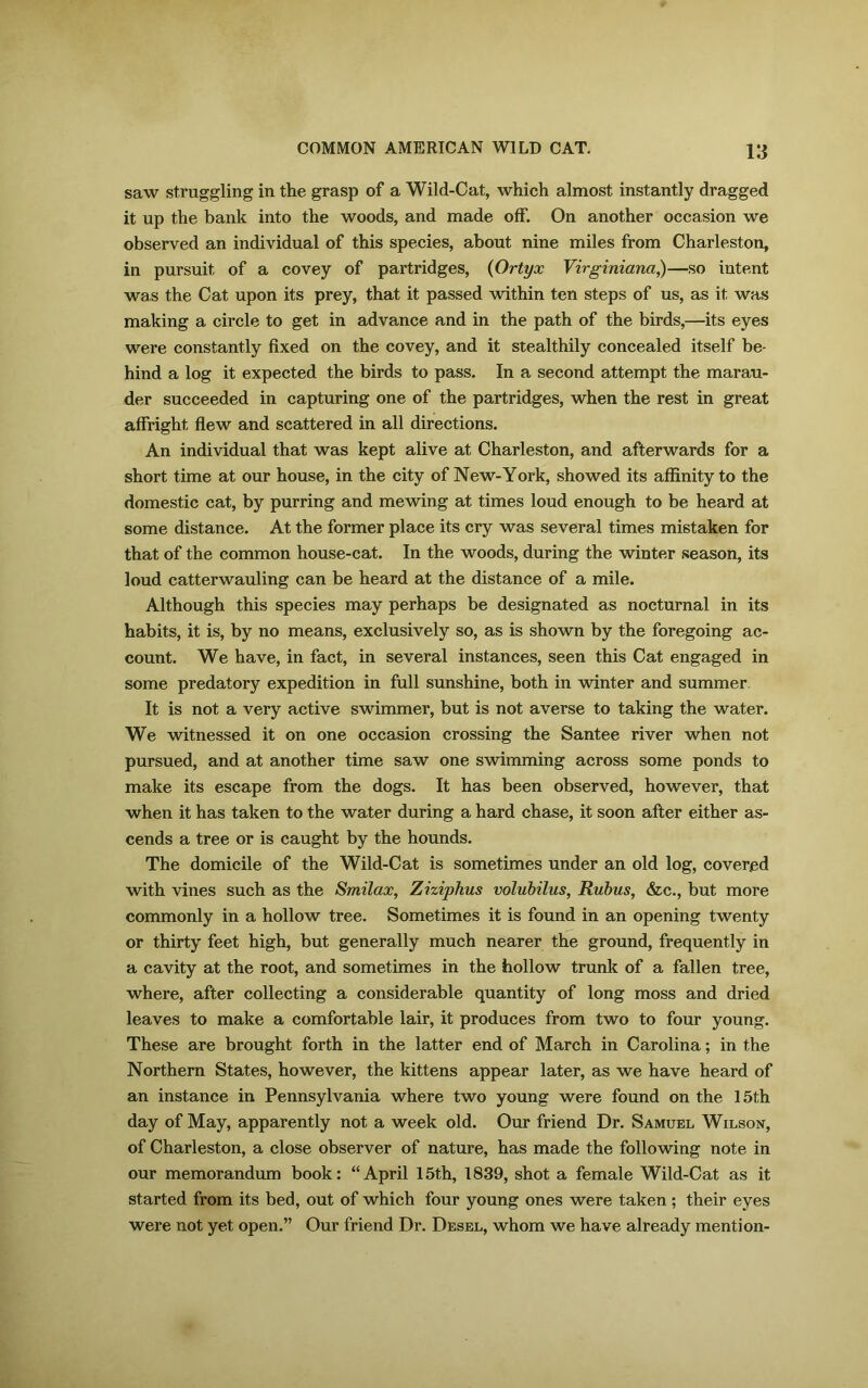 saw struggling in the grasp of a Wild-Cat, which almost instantly dragged it up the bank into the woods, and made off. On another occasion we observed an individual of this species, about nine miles from Charleston, in pursuit of a covey of partridges, (Ortyx Virginiana,)—so intent was the Cat upon its prey, that it passed within ten steps of us, as it was making a circle to get in advance and in the path of the birds,—its eyes were constantly fixed on the covey, and it stealthily concealed itself be- hind a log it expected the birds to pass. In a second attempt the marau- der succeeded in capturing one of the partridges, when the rest in great affright flew and scattered in all directions. An individual that was kept alive at Charleston, and afterwards for a short time at our house, in the city of New-York, showed its affinity to the domestic cat, by purring and mewing at times loud enough to be heard at some distance. At the former place its cry was several times mistaken for that of the common house-cat. In the woods, during the winter season, its loud catterwauling can be heard at the distance of a mile. Although this species may perhaps be designated as nocturnal in its habits, it is, by no means, exclusively so, as is shown by the foregoing ac- count. We have, in fact, in several instances, seen this Cat engaged in some predatory expedition in full sunshine, both in winter and summer It is not a very active swimmer, but is not averse to taking the water. We witnessed it on one occasion crossing the Santee river when not pursued, and at another time saw one swimming across some ponds to make its escape from the dogs. It has been observed, however, that when it has taken to the water during a hard chase, it soon after either as- cends a tree or is caught by the hounds. The domicile of the Wild-Cat is sometimes under an old log, covered with vines such as the Smilax, Ziziphus volubilus, Rubus, &c., but more commonly in a hollow tree. Sometimes it is found in an opening twenty or thirty feet high, but generally much nearer the ground, frequently in a cavity at the root, and sometimes in the hollow trunk of a fallen tree, where, after collecting a considerable quantity of long moss and dried leaves to make a comfortable lair, it produces from two to four young. These are brought forth in the latter end of March in Carolina; in the Northern States, however, the kittens appear later, as we have heard of an instance in Pennsylvania where two young were found on the 15th day of May, apparently not a week old. Our friend Dr. Samuel Wilson, of Charleston, a close observer of nature, has made the following note in our memorandum book: “April 15th, 1839, shot a female Wild-Cat as it started from its bed, out of which four young ones were taken; their eyes were not yet open.” Our friend Dr. Desel, whom we have already mention-