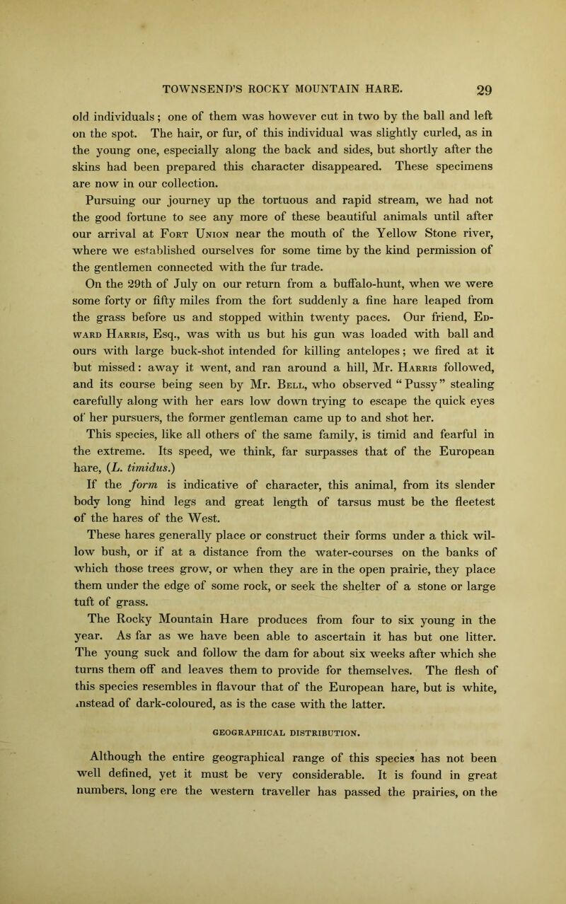 old individuals; one of them was however cut in two by the ball and left on the spot. The hair, or fur, of this individual was slightly curled, as in the young one, especially along the back and sides, but shortly after the skins had been prepared this character disappeared. These specimens are now in our collection. Pursuing our journey up the tortuous and rapid stream, we had not the good fortune to see any more of these beautiful animals until after our arrival at Fort Union near the mouth of the Yellow Stone river, where we established ourselves for some time by the kind permission of the gentlemen connected with the fur trade. On the 29th of July on our return from a buffalo-hunt, when we were some forty or fifty miles from the fort suddenly a fine hare leaped from the grass before us and stopped within twenty paces. Our friend, Ed- ward Harris, Esq., was with us but his gun was loaded with ball and ours with large buck-shot intended for killing antelopes; we fired at it but missed: away it went, and ran around a hill, Mr. Harris followed, and its course being seen by Mr. Bell, who observed “ Pussy ” stealing carefully along with her ears low down trying to escape the quick eyes of her pursuers, the former gentleman came up to and shot her. This species, like all others of the same family, is timid and fearful in the extreme. Its speed, we think, far surpasses that of the European hare, (L. timidus.) If the form is indicative of character, this animal, from its slender body long hind legs and great length of tarsus must be the fleetest of the hares of the West. These hares generally place or construct their forms under a thick wil- low bush, or if at a distance from the water-courses on the banks of which those trees grow, or when they are in the open prairie, they place them under the edge of some rock, or seek the shelter of a stone or large tuft of grass. The Rocky Mountain Hare produces from four to six young in the year. As far as we have been able to ascertain it has but one litter. The young suck and follow the dam for about six weeks after which she turns them off and leaves them to provide for themselves. The flesh of this species resembles in flavour that of the European hare, but is white, xnstead of dark-coloured, as is the case with the latter. geographical distribution. Although the entire geographical range of this species has not been well defined, yet it must be very considerable. It is found in great numbers, long ere the western traveller has passed the prairies, on the