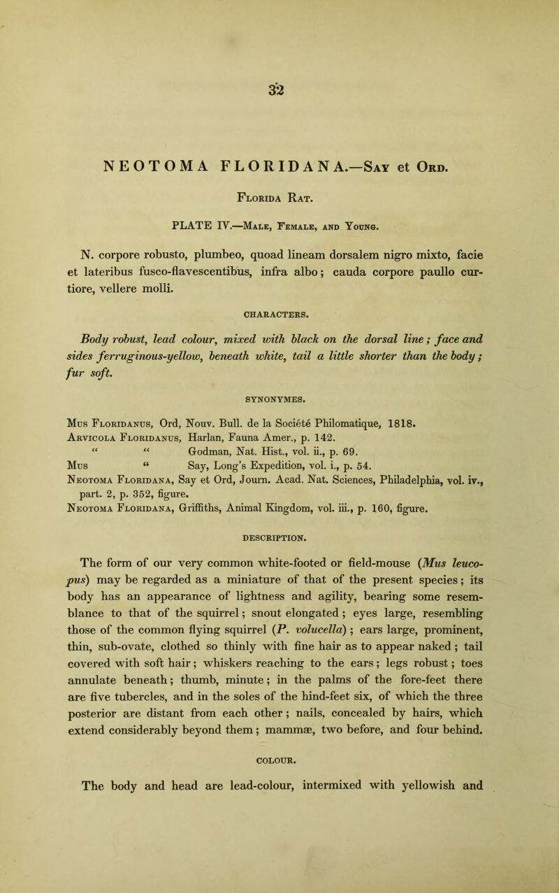 NEOTOMA FLORIDAN A.—Say et Ord. Florida Rat. PLATE IY.—Male, Female, and Young. N. corpore robusto, plumbeo, quoad lineam dorsalem nigro mixto, facie et lateribus fusco-flavescentibus, infra albo; cauda corpore paullo cur- tiore, vellere molli. CHARACTERS. Body robust, lead colour, mixed with black on the dorsal line; face and sides ferruginous-yellow, beneath white, tail a little shorter than the body; fur soft. SYNONYMES. Mus Floridanus, Ord, Nouv. Bull, de la Societe Philomatique, 1818. Arvicola Floridanus, Harlan, Fauna Amer., p. 142. “ “ Godman, Nat. Hist., vol. ii., p. 69. Mus “ Say, Long’s Expedition, vol. i., p. 54. Neotoma Floridana, Say et Ord, Joum. Acad. Nat. Sciences, Philadelphia, vol. iv.f part. 2, p. 352, figure. Neotoma Floridana, Griffiths, Animal Kingdom, vol. iii., p. 160, figure. DESCRIPTION. The form of our very common white-footed or field-mouse (Mus leuco- pus) may be regarded as a miniature of that of the present species; its body has an appearance of lightness and agility, bearing some resem- blance to that of the squirrel; snout elongated; eyes large, resembling those of the common flying squirrel (P. volucella); ears large, prominent, thin, sub-ovate, clothed so thinly with fine hair as to appear naked ; tail covered with soft hair; whiskers reaching to the ears; legs robust; toes annulate beneath; thumb, minute; in the palms of the fore-feet there are five tubercles, and in the soles of the hind-feet six, of which the three posterior are distant from each other ; nails, concealed by hairs, which extend considerably beyond them; mammae, two before, and four behind. COLOUR. The body and head are lead-colour, intermixed with yellowish and