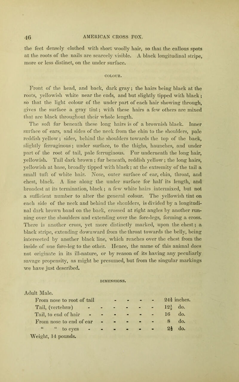 the feet densely clothed with short woolly hair, so that the callous spots at the roots of the nails are scarcely visible. A black longitudinal stripe, more or less distinct, on the under surface. COLOUR. Front of the head, and back, dark gray; the hairs being black at the roots, yellowish white near the ends, and but slightly tipped with black ; so that the light colour of the under part of each hair showing through, gives the surface a gray tint; with these hairs a few others are mixed that are black throughout their whole length. The soft fur beneath these long hairs is of a brownish black. Inner surface of ears, and sides of the neck from the chin to the shoulders, pale reddish yellow; sides, behind the shoulders towards the top of the back, slightly ferruginous; under surface, to the thighs, haunches, and under part of the root of tail, pale ferruginous. Fur underneath the long hair, yellowish. Tail dark brown ; fur beneath, reddish yellow; the long hairs, yellowish at base, broadly tipped with black; at the extremity of the tail a small tuft of white hair. Nose, outer surface of ear, chin, throat, and chest, black. A line along the under surface for half its length, and broadest at its termination, black ; a few white hairs intermixed, but not a sufficient number to alter the general colour. The yellowish tint on each side of the neck and behind the shoulders, is divided by a longitudi- nal dark brown band on the back, crossed at right angles by another run- ning over the shoulders and extending over the fore-legs, forming a cross. There is another cross, yet more distinctly marked, upon the chest; a black stripe, extending downward from the throat towards the belly, being intersected by another black line, which reaches over the chest from the inside of one fore-leg to the other. Hence, the name of this animal does not originate in its ill-nature, or by reason of its having any peculiarly savage propensity, as might be presumed, but from the singular markings we have just described. DIMENSIONS. Adult Male. From nose to root of tail Tail, (vertebrae) Tail, to end of hair From nose to end of ear “ “ to eyes Weight, 14 pounds. 24i inches. 12 j do. 16 do. 8 do. 2i do.