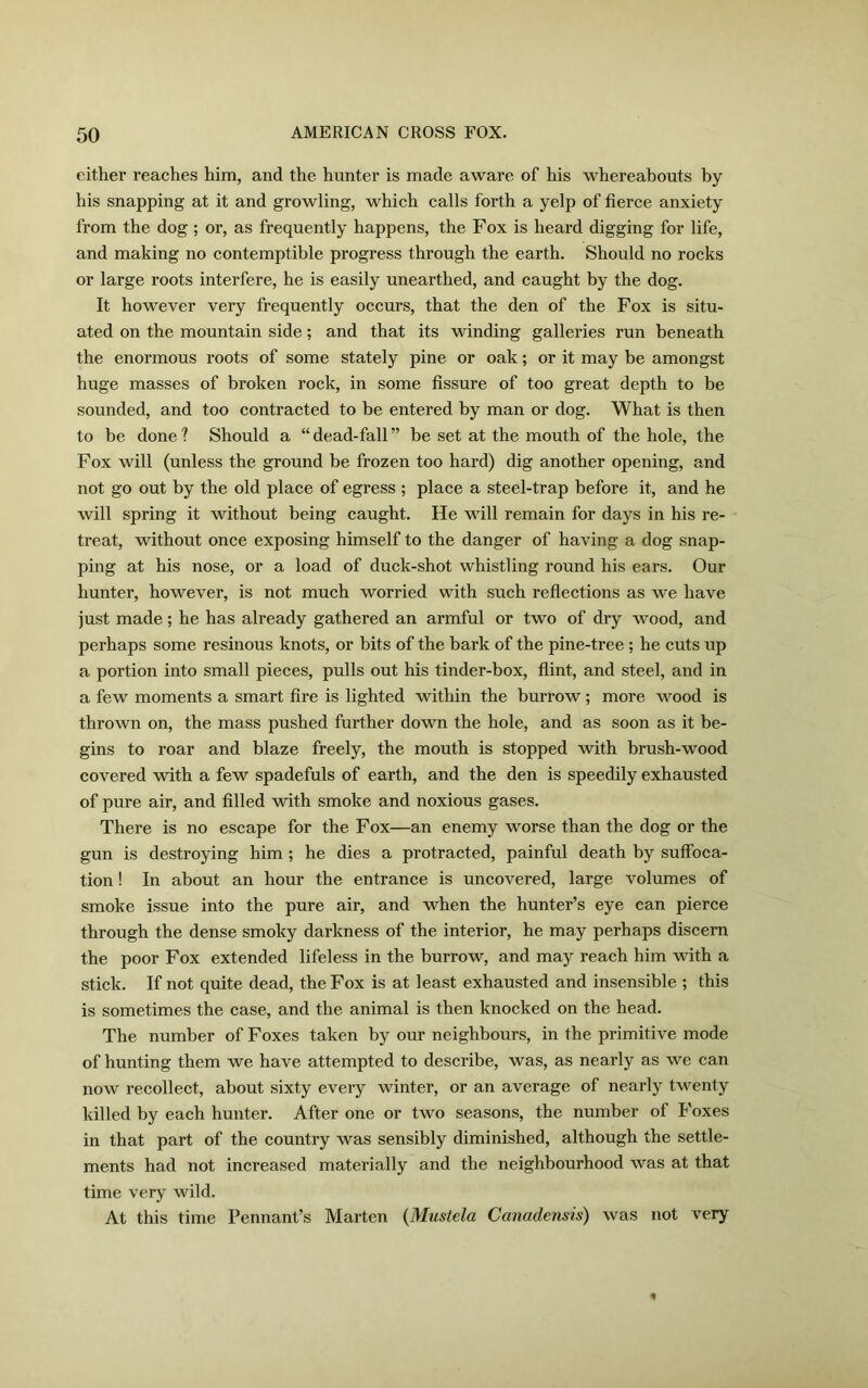 either reaches him, and the hunter is made aware of his whereabouts by his snapping at it and growling, which calls forth a yelp of fierce anxiety from the dog; or, as frequently happens, the Fox is heard digging for life, and making no contemptible progress through the earth. Should no rocks or large roots interfere, he is easily unearthed, and caught by the dog. It however very frequently occurs, that the den of the Fox is situ- ated on the mountain side; and that its winding galleries run beneath the enormous roots of some stately pine or oak; or it may be amongst huge masses of broken rock, in some fissure of too great depth to be sounded, and too contracted to be entered by man or dog. What is then to be done ? Should a “ dead-fall ” be set at the mouth of the hole, the Fox will (unless the ground be frozen too hard) dig another opening, and not go out by the old place of egress ; place a steel-trap before it, and he will spring it without being caught. He will remain for days in his re- treat, without once exposing himself to the danger of having a dog snap- ping at his nose, or a load of duck-shot whistling round his ears. Our hunter, however, is not much worried with such reflections as we have just made; he has already gathered an armful or two of dry wood, and perhaps some resinous knots, or bits of the bark of the pine-tree ; he cuts up a portion into small pieces, pulls out his tinder-box, flint, and steel, and in a few moments a smart fire is lighted within the burrow; more wood is thrown on, the mass pushed further down the hole, and as soon as it be- gins to roar and blaze freely, the mouth is stopped with brush-wood covered with a few spadefuls of earth, and the den is speedily exhausted of pure air, and filled with smoke and noxious gases. There is no escape for the Fox—an enemy worse than the dog or the gun is destroying him ; he dies a protracted, painful death by suffoca- tion ! In about an hour the entrance is uncovered, large volumes of smoke issue into the pure air, and when the hunter’s eye can pierce through the dense smoky darkness of the interior, he may perhaps discern the poor Fox extended lifeless in the burrow, and may reach him with a stick. If not quite dead, the Fox is at least exhausted and insensible ; this is sometimes the case, and the animal is then knocked on the head. The number of Foxes taken by our neighbours, in the primitive mode of hunting them we have attempted to describe, was, as nearly as we can now recollect, about sixty every winter, or an average of nearly twenty killed by each hunter. After one or two seasons, the number of Foxes in that part of the country was sensibly diminished, although the settle- ments had not inci’eased materially and the neighbourhood was at that time very wild. At this time Pennant’s Marten (Muslela Canadensis) was not very