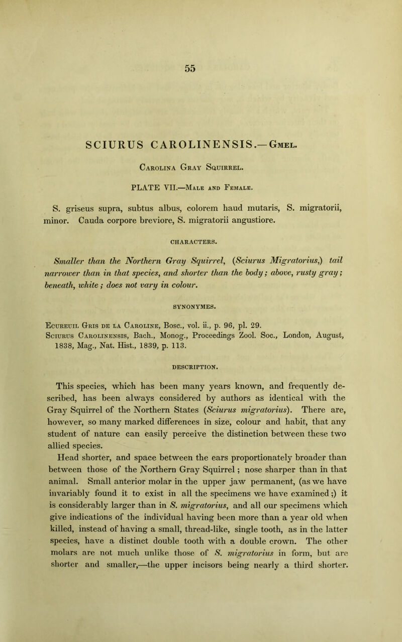 SCIURUS CAROLINENSIS.— Gmel. Carolina Gray Suuirrel. PLATE VII.—Male and Female. S. griseus supra, subtus albus, colorem haud mutaris, S. migratorii, minor. Cauda corpore breviore, S. migratorii angustiore. CHARACTERS. Smaller than the Northern Gray Squirrel, (Sciurus Migratorius,) tail narrower than in that species, and shorter than the body; above, rusty gray; beneath, white; does not vary in colour. SYNONYMES. Ecureuii, Gris de la Caroline, Bose., vol. ii., p. 96, pi. 29. Sciurus Carolinensis, Bach., Monog., Proceedings Zool. Soc., London, August, 1838, Mag., Nat. Hist., 1839, p. 113. DESCRIPTION. This species, which has been many years known, and frequently de- scribed, has been always considered by authors as identical with the Gray Squirrel of the Northern States (Sciurus migratorius). There are, however, so many marked differences in size, colour and habit, that any student of nature can easily perceive the distinction between these two allied species. Head shorter, and space between the ears proportionately broader than between those of the Northern Gray Squirrel; nose sharper than in that animal. Small anterior molar in the upper jaw permanent, (as we have invariably found it to exist in all the specimens we have examined;) it is considerably larger than in S. migratorius, and all our specimens which give indications of the individual having been more than a year old when killed, instead of having a small, thread-like, single tooth, as in the latter species, have a distinct double tooth with a double crown. The other molars are not much unlike those of -S’. migratorius in form, but are shorter and smaller,—the upper incisors being nearly a third shorter.