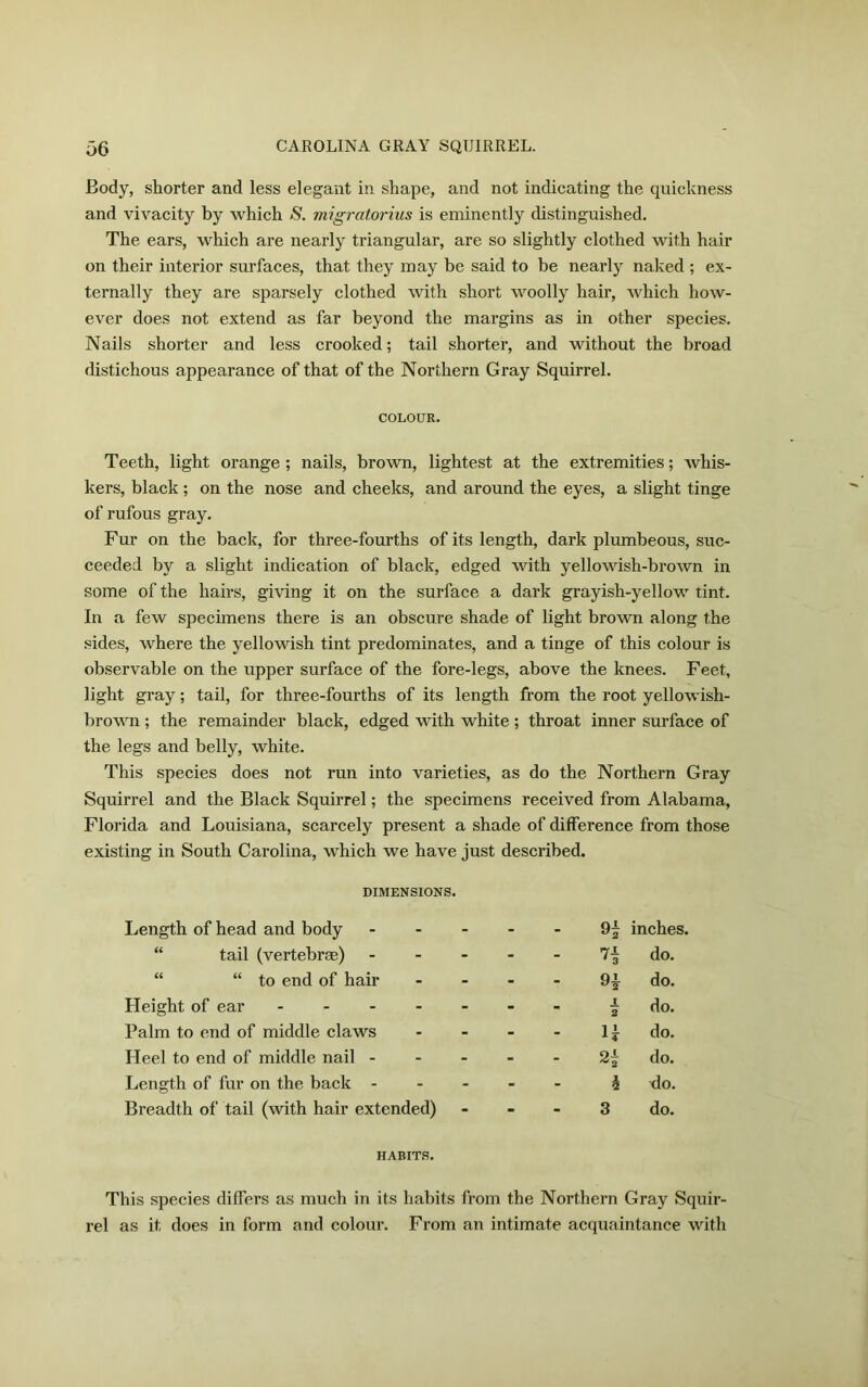 Body, shorter and less elegant in shape, and not indicating the quickness and vivacity by which S. migratorius is eminently distinguished. The ears, which are nearly triangular, are so slightly clothed with hair on their interior surfaces, that they may be said to be nearly naked ; ex- ternally they are sparsely clothed with short woolly hair, which how- ever does not extend as far beyond the mai’gins as in other species. Nails shorter and less crooked; tail shorter, and without the broad distichous appearance of that of the Northern Gray Squirrel. COLOUR. Teeth, light orange ; nails, brown, lightest at the extremities; whis- kers, black ; on the nose and cheeks, and around the eyes, a slight tinge of rufous gray. Fur on the back, for three-fourths of its length, dark plumbeous, suc- ceeded by a slight indication of black, edged with yellowish-brown in some of the hairs, giving it on the surface a dark grayish-yellow tint. In a few specimens there is an obscure shade of light brown along the sides, where the yellowish tint predominates, and a tinge of this colour is observable on the upper surface of the fore-legs, above the knees. Feet, light gray; tail, for three-fourths of its length from the root yellowish- brown ; the remainder black, edged with white ; throat inner surface of the legs and belly, white. This species does not run into varieties, as do the Northern Gray Squirrel and the Black Squirrel; the specimens received from Alabama, Florida and Louisiana, scarcely present a shade of difference from those existing in South Carolina, which we have just described. DIMENSIONS. Length of head and body - - 9i inches. “ tail (vertebrae) - - - n do. “ “ to end of hair - - 9* do. Height of ear - - - - J. 2 do. Palm to end of middle claws - - - H do. Heel to end of middle nail - - - - do. Length of fur on the back - - - - h do. Breadth of tail (with hair extended) - - - 3 do. HABITS. This species differs as much in its habits from the Northern Gray Squi rel as it does in form and colour. From an intimate acquaintance with