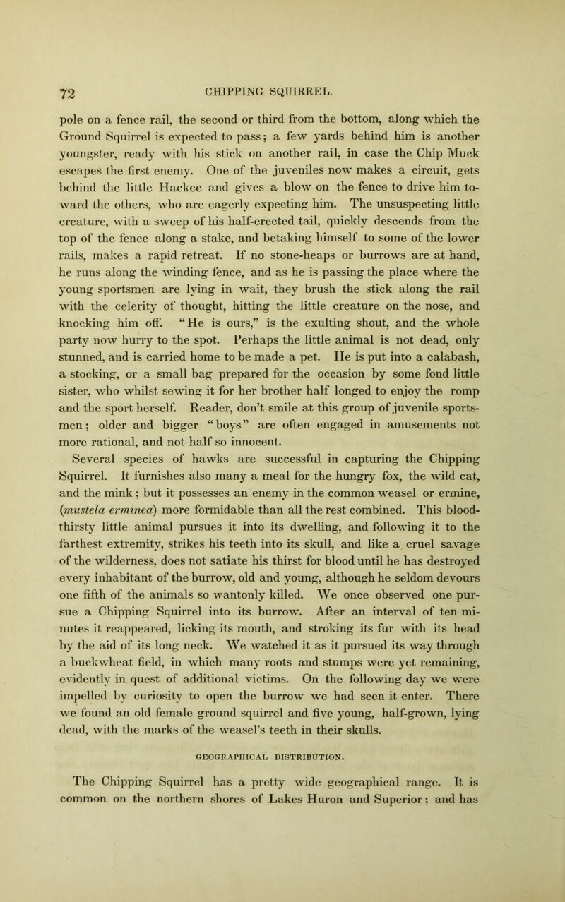 pole on a fence rail, the second or third from the bottom, along which the Ground Squirrel is expected to pass; a few yards behind him is another youngster, ready with his stick on another rail, in case the Chip Muck escapes the first enemy. One of the juveniles now makes a circuit, gets behind the little Hackee and gives a blow on the fence to drive him to- ward the others, who are eagerly expecting him. The unsuspecting little creature, with a sweep of his half-erected tail, quickly descends from the top of the fence along a stake, and betaking himself to some of the lower rails, makes a rapid retreat. If no stone-heaps or burrows are at hand, he runs along the winding fence, and as he is passing the place where the young sportsmen are lying in wait, they brush the stick along the rail with the celerity of thought, hitting the little creature on the nose, and knocking him off. “He is ours,” is the exulting shout, and the whole party now hurry to the spot. Perhaps the little animal is not dead, only stunned, and is carried home to be made a pet. He is put into a calabash, a stocking, or a small bag prepared for the occasion by some fond little sister, who whilst sewing it for her brother half longed to enjoy the romp and the sport herself. Reader, don’t smile at this group of juvenile sports- men ; older and bigger “ boys ” are often engaged in amusements not more rational, and not half so innocent. Several species of hawks are successful in capturing the Chipping Squirrel. It furnishes also many a meal for the hungry fox, the wild cat, and the mink ; but it possesses an enemy in the common weasel or ermine, (mustela erminea) more formidable than all the rest combined. This blood- thirsty little animal pursues it into its dwelling, and following it to the farthest extremity, strikes his teeth into its skull, and like a cruel savage of the wilderness, does not satiate his thirst for blood until he has destroyed every inhabitant of the burrow, old and young, although he seldom devours one fifth of the animals so wantonly killed. We once observed one pur- sue a Chipping Squirrel into its burrow. After an interval of ten mi- nutes it reappeared, licking its mouth, and stroking its fur with its head by the aid of its long neck. We watched it as it pursued its way through a buckwheat field, in which many roots and stumps were yet remaining, evidently in quest of additional victims. On the following day we were impelled by curiosity to open the burrow we had seen it enter. There we found an old female ground squirrel and five young, half-grown, lying dead, with the marks of the weasel’s teeth in their skulls. GEOGRAPHICAL DISTRIBUTION. The Chipping Squirrel has a pretty wide geographical range. It is common on the northern shores of Lakes Huron and Superior; and has
