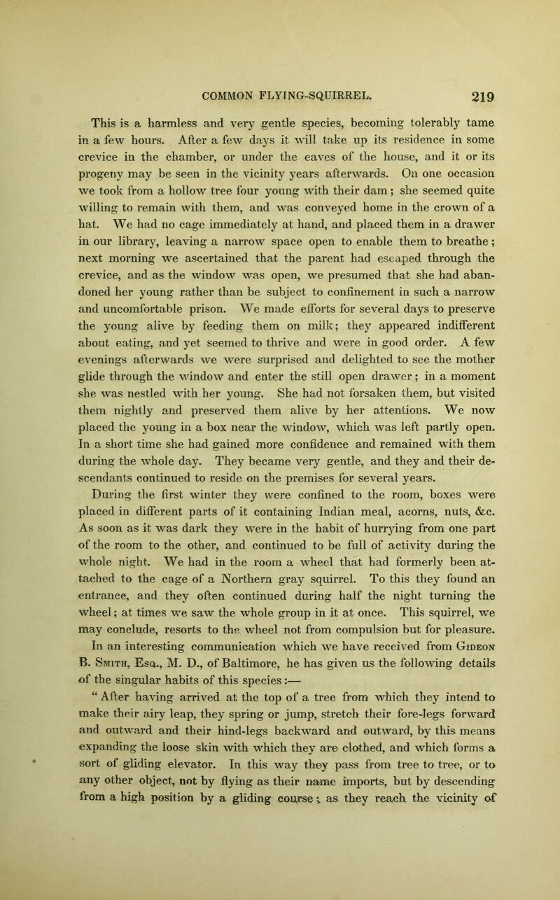 This is a harmless and very gentle species, becoming tolerably tame in a few hours. After a few days it will take up its residence in some crevice in the chamber, or under the eaves of the house, and it or its progeny may be seen in the vicinity years afterwards. On one occasion we took from a hollow tree four young with their dam; she seemed quite willing to remain with them, and was conveyed home in the crown of a hat. We had no cage immediately at hand, and placed them in a drawer in our library, leaving a narrow space open to enable them to breathe; next morning we ascertained that the parent had escaped through the crevice, and as the window was open, we presumed that she had aban- doned her young rather than be subject to confinement in such a narrow and uncomfortable prison. We made efforts for several days to preserve the young alive by feeding them on milk; they appeared indifferent about eating, and yet seemed to thrive and were in good order. A few evenings afterwards we were surprised and delighted to see the mother glide through the window and enter the still open drawer; in a moment she was nestled with her young. She had not forsaken them, but visited them nightly and preserved them alive by her attentions. We now placed the young in a box near the window, which was left partly open. In a short time she had gained more confidence and remained with them during the whole day. They became very gentle, and they and their de- scendants continued to reside on the premises for several years. During the first winter they were confined to the room, boxes were placed in different parts of it containing Indian meal, acorns, nuts, &c. As soon as it was dark they were in the habit of hurrying from one part of the room to the other, and continued to be full of activity during the whole night. We had in the room a wheel that had formerly been at- tached to the cage of a Northern gray squirrel. To this they found an entrance, and they often continued during half the night turning the wheel; at times we saw the whole group in it at once. This squirrel, we may conclude, resorts to the wheel not from compulsion but for pleasure. In an interesting communication which we have received from Gideon B. Smith, Esq., M. D., of Baltimore, he has given us the following details of the singular habits of this species:— “ After having arrived at the top of a tree from which they intend to make their airy leap, they spring or jump, stretch their fore-legs forward and outward and their hind-legs backward and outward, by this means expanding the loose skin with which they are clothed, and which forms a sort of gliding elevator. In this way they pass from tree to tree, or to any other object, not by flying as their name imports, but by descending from a high position by a gliding course ; as they reach the vicinity of