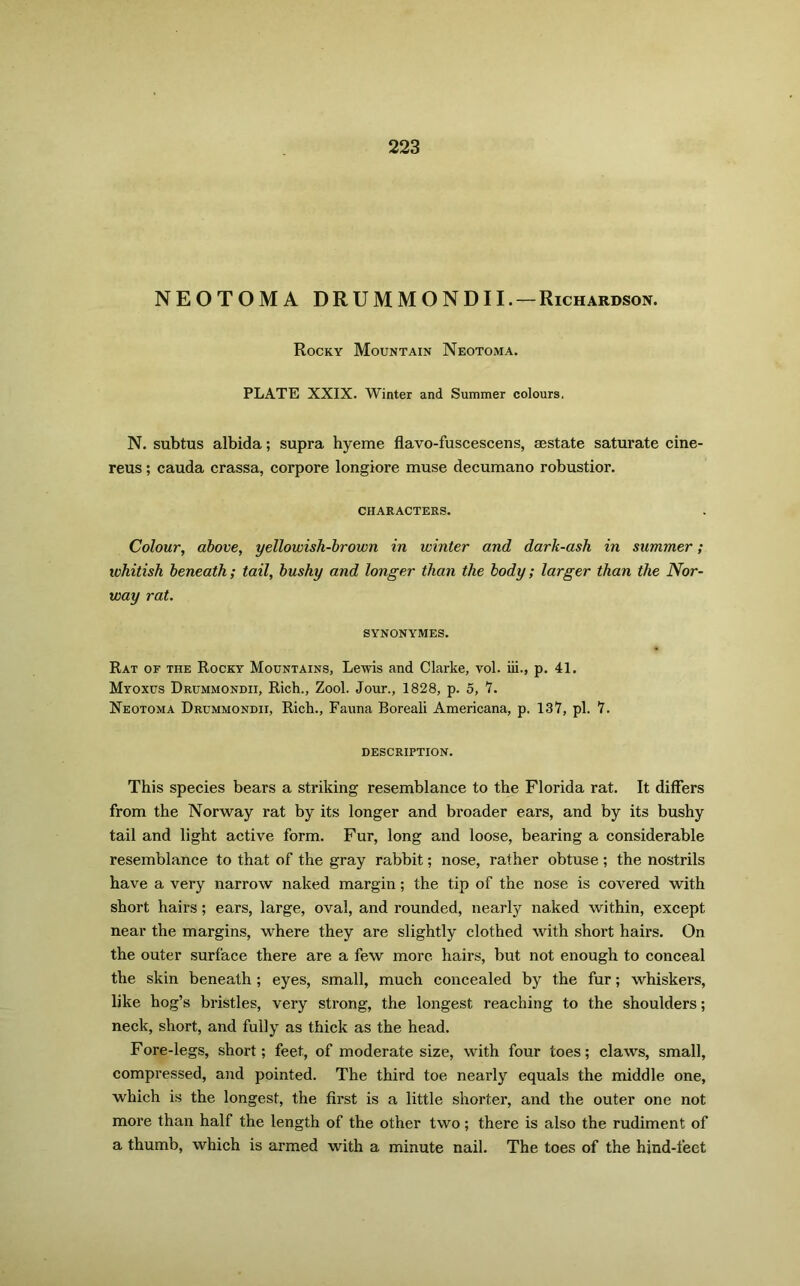 NEOTOMA DRUMMONDII. —Richardson. Rocky Mountain Neotoma. PLATE XXIX. Winter and Summer colours. N. subtus albida; supra hyeme flavo-fuscescens, sestate saturate cine- reus; cauda crassa, corpore longiore muse decumano robustior. CHARACTERS. Colour, above, yellowish-brown in winter and dark-ash in summer; whitish beneath; tail, bushy and longer than the body; larger than the Nor- way rat. SYNONYMES. Rat of the Rocky Mountains, Lewis and Clarke, vol. iii., p. 41. Myoxus Drummondii, Rich., Zool. Jour., 1828, p. 5, 7. Neotoma Drummondii, Rich., Fauna Boreali Americana, p. 137, pi. 7. description. This species bears a striking resemblance to the Florida rat. It differs from the Norway rat by its longer and broader ears, and by its bushy tail and light active form. Fur, long and loose, bearing a considerable resemblance to that of the gray rabbit; nose, rather obtuse; the nostrils have a very narrow naked margin; the tip of the nose is covered with short hairs; ears, large, oval, and rounded, nearly naked within, except near the margins, where they are slightly clothed with short hairs. On the outer surface there are a few more hairs, but not enough to conceal the skin beneath ; eyes, small, much concealed by the fur; whiskers, like hog’s bristles, very strong, the longest reaching to the shoulders; neck, short, and fully as thick as the head. Fore-legs, short; feet, of moderate size, with four toes; claws, small, compressed, and pointed. The third toe nearly equals the middle one, which is the longest, the first is a little shorter, and the outer one not more than half the length of the other two; there is also the rudiment of a thumb, which is armed with a minute nail. The toes of the hind-feet