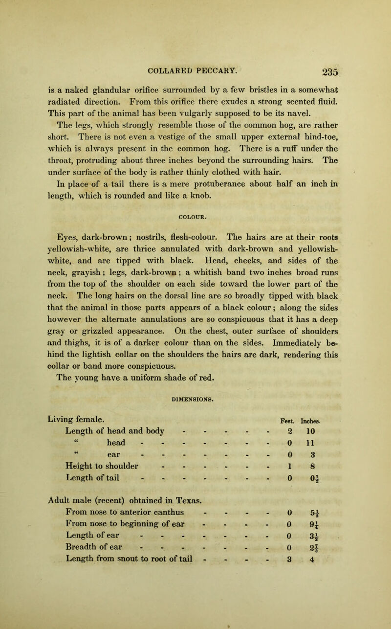 is a naked glandular orifice surrounded by a few bristles in a somewhat radiated direction. From this orifice there exudes a strong scented fluid. This part of the animal has been vulgarly supposed to be its navel. The legs, which strongly resemble those of the common hog, are rather short. There is not even a vestige of the small upper external hind-toe, which is always present in the common hog. There is a ruff under the throat, protruding about three inches beyond the surrounding hairs. The under surface of the body is rather thinly clothed with hair. In place of a tail there is a mere protuberance about half an inch in length, which is rounded and like a knob. COLOUR. Eyes, dark-brown; nostrils, flesh-colour. The hairs are at their roots yellowish-white, are thrice annulated with dark-brown and yellowish- white, and are tipped with black. Head, cheeks, and sides of the neck, grayish; legs, dark-brown ; a whitish band two inches broad runs from the top of the shoulder on each side toward the lower part of the neck. The long hairs on the dorsal line are so broadly tipped with black that the animal in those parts appears of a black colour; along the sides however the alternate annulations are so conspicuous that it has a deep gray or grizzled appearance. On the chest, outer surface of shoulders and thighs, it is of a darker colour than on the sides. Immediately be- hind the lightish collar on the shoulders the hairs are dark, rendering this collar or band more conspicuous. The young have a uniform shade of red. DIMENSIONS. Living female. Feet. Inches. Length of head and body 2 10 head .... 0 11 “ ear .... 0 3 Height to shoulder ... 1 8 Length of tail - 0 o* Adult male (recent) obtained in Texas. From nose to anterior canthus 0 From nose to beginning of ear 0 n Length of ear .... 0 H Breadth of ear .... 0 2! Length from snout to root of tail 3 4