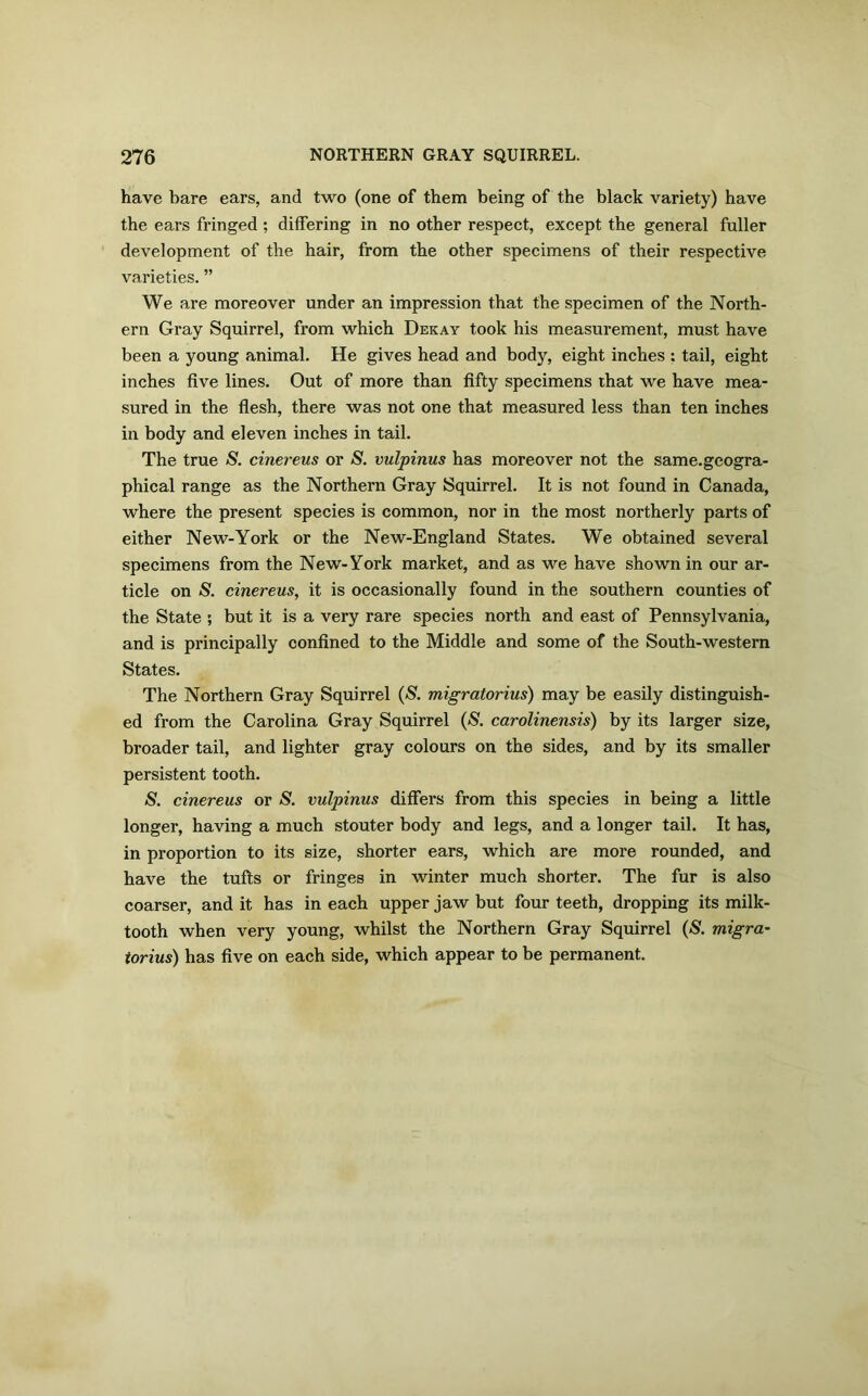 have bare ears, and two (one of them being of the black variety) have the ears fringed ; differing in no other respect, except the general fuller development of the hair, from the other specimens of their respective varieties. ” We are moreover under an impression that the specimen of the North- ern Gray Squirrel, from which Dekay took his measurement, must have been a young animal. He gives head and body, eight inches : tail, eight inches five lines. Out of more than fifty specimens that we have mea- sured in the flesh, there was not one that measured less than ten inches in body and eleven inches in tail. The true S. cinereus or S. vulpinus has moreover not the same.geogra- phical range as the Northern Gray Squirrel. It is not found in Canada, where the present species is common, nor in the most northerly parts of either New-York or the New-England States. We obtained several specimens from the New-York market, and as we have shown in our ar- ticle on S. cinereus, it is occasionally found in the southern counties of the State ; but it is a very rare species north and east of Pennsylvania, and is principally confined to the Middle and some of the South-western States. The Northern Gray Squirrel (S. migratorius) may be easily distinguish- ed from the Carolina Gray Squirrel (S. carolinensis) by its larger size, broader tail, and lighter gray colours on the sides, and by its smaller persistent tooth. S. cinereus or S. vulpinus differs from this species in being a little longer, having a much stouter body and legs, and a longer tail. It has, in proportion to its size, shorter ears, which are more rounded, and have the tufts or fringes in winter much shorter. The fur is also coarser, and it has in each upper jaw but four teeth, dropping its milk- tooth when very young, whilst the Northern Gray Squirrel (-S', migra- torius) has five on each side, which appear to be permanent.