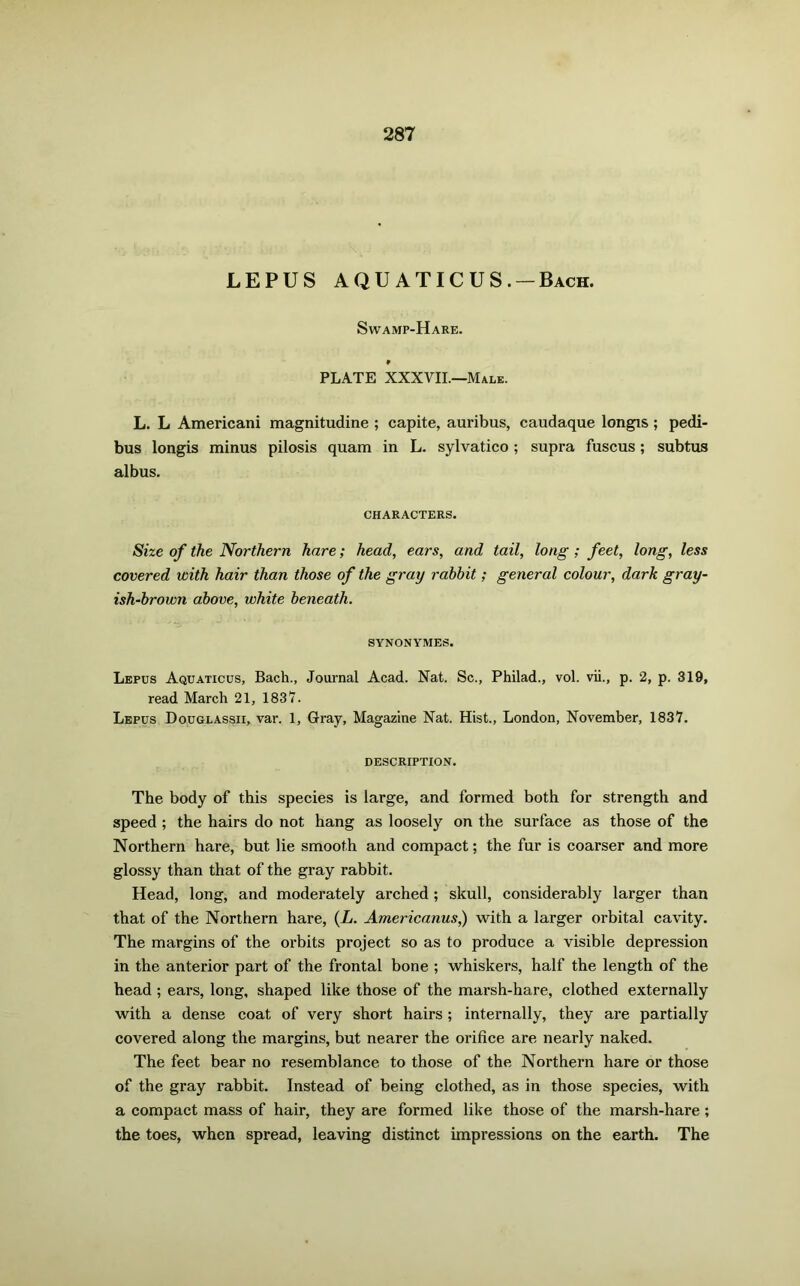 LEPUS AQU ATICUS. —Bach. Swamp-Hare. PLATE XXXVII.—Male. L. L Americani magnitudine ; capite, auribus, caudaque longis ; pedi- bus longis minus pilosis quam in L. sylvatico ; supra fuscus; subtus albus. CHARACTERS. Size of the Northern hare; head, ears, and tail, long ; feet, long, less covered with hair than those of the gray rabbit; general colour, dark gray- ish-brown above, white beneath. SYNONYMES. Lepus Aquaticus, Bach., Journal Acad. Nat. Sc., Philad., vol. vii., p. 2, p. 319, read March 21, 1837. Lepus Douglassii, var. 1, Gray, Magazine Nat. Hist., London, November, 1837. DESCRIPTION. The body of this species is large, and formed both for strength and speed ; the hairs do not hang as loosely on the surface as those of the Northern hare, but lie smooth and compact; the fur is coarser and more glossy than that of the gray rabbit. Head, long, and moderately arched; skull, considerably larger than that of the Northern hare, (L. Americanus,) with a larger orbital cavity. The margins of the orbits project so as to produce a visible depression in the anterior part of the frontal bone ; whiskers, half the length of the head ; ears, long, shaped like those of the marsh-hare, clothed externally with a dense coat of very short hairs; internally, they are partially covered along the margins, but nearer the orifice are nearly naked. The feet bear no resemblance to those of the Northern hare or those of the gray rabbit. Instead of being clothed, as in those species, with a compact mass of hair, they are formed like those of the marsh-hare ; the toes, when spread, leaving distinct impressions on the earth. The