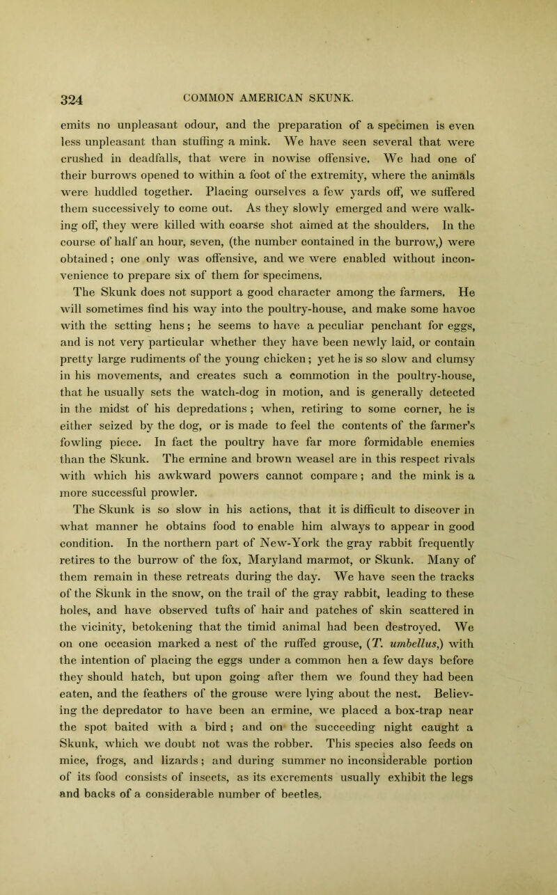 emits no unpleasant odour, and the preparation of a specimen is even less unpleasant than stuffing a mink. We have seen several that were crushed in deadfalls, that were in nowise offensive. We had one of their burrows opened to within a foot of the extremity, where the animals were huddled together. Placing ourselves a few yards off, we suffered them successively to come out. As they slowly emerged and were walk- ing off, they were killed with coarse shot aimed at the shoulders. In the course of half an hour, seven, (the number contained in the burrow,) were obtained ; one only was offensive, and we were enabled without incon- venience to prepare six of them for specimens. The Skunk does not support a good character among the farmers. He will sometimes find his way into the poultry-house, and make some havoc with the setting hens; he seems to have a peculiar penchant for eggs, and is not very particular whether they have been newly laid, or contain pretty large rudiments of the young chicken ; yet he is so slow and clumsy in his movements, and creates such a commotion in the poultry-house, that he usually sets the watch-dog in motion, and is generally detected in the midst of his depredations ; when, retiring to some corner, he is either seized by the dog, or is made to feel the contents of the farmer’s fowling piece. In fact the poultry have far more formidable enemies than the Skunk. The ermine and brown weasel are in this respect rivals with which his awkward powers cannot compare ; and the mink is a more successful prowler. The Skunk is so slow in his actions, that it is difficult to discover in what manner he obtains food to enable him always to appear in good condition. In the northern part of New-York the gray rabbit frequently retires to the burrow of the fox, Maryland marmot, or Skunk. Many of them remain in these retreats during the day. We have seen the tracks of the Skunk in the snow, on the trail of the gray rabbit, leading to these holes, and have observed tufts of hair and patches of skin scattered in the vicinity, betokening that the timid animal had been destroyed. We on one occasion marked a nest of the ruffed grouse, (T. umbellus,) with the intention of placing the eggs under a common hen a few days before they should hatch, but upon going after them we found they had been eaten, and the feathers of the grouse were lying about the nest. Believ- ing the depredator to have been an ermine, we placed a box-trap near the spot baited with a bird; and on the succeeding night caught a Skunk, which we doubt not was the robber. This species also feeds on mice, frogs, and lizards; and during summer no inconsiderable portion of its food consists of insects, as its excrements usually exhibit the legs and backs of a considerable number of beetles.