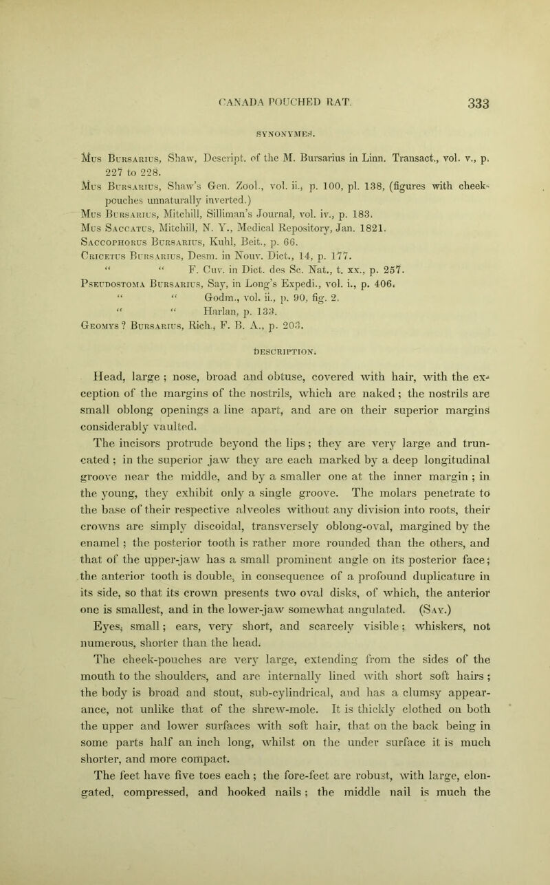 SYNONYMES. Mus Bursarius, Shaw, Descript, of the M. Bursarius in Linn. Transact., vol. v., p. 227 to 228. Mus Bursarius, Shaw’s Gen. Zool., vol. ii., p. 100, pi. 138, (figures with cheek- pouches unnaturally inverted.) Mus Bursarius, Mitchill, Silliman’s Journal, vol. iv., p. 183. Mus Sacoatus, Mitchill, N. Y., Medical Repository, Jan. 1821. Saccophorus Bursarius, Kuhl, Beit., p. 66. Cricetus Bursarius, Desm. in Nouv. Diet., 14, p. 1*77. “ “ F. Cuv. in Diet, des Sc. Nat., t. xx., p. 257. Pseudostoma Bursarius, Say, in Long’s Expedi., vol. i., p. 406. “ “ Godm., vol. ii., p. 90, fig. 2. “ “ Harlan, p. 133. Geomys? Bursarius, Rich., F. B. A., p. 203. Description. Head, large ; nose, broad and obtuse, covered with hair, with the ex-> ception of the margins of the nostrils, which are naked; the nostrils are small oblong openings a line apart, and are on their superior margins considerably vaulted. The incisors protrude beyond the lips; they are very large and trun- cated ; in the superior jaw they are each marked by a deep longitudinal groove near the middle, and by a smaller one at the inner margin ; in the young, they exhibit only a single groove. The molars penetrate to the base of their respective alveoles without any division into roots, their crowns are simply discoidal, transversely oblong-oval, margined by the enamel; the posterior tooth is rather more rounded than the others, and that of the upper-jaw has a small prominent angle on its posterior face; the anterior tooth is double, in consequence of a profound duplicature in its side, so that its crown presents two oval disks, of which, the anterior one is smallest, and in the lower-jaw somewhat angulated. (Say.) Eyes, small; ears, very short, and scarcely visible; whiskers, not numerous, shorter than the head. The cheek-pouches are very large, extending from the sides of the mouth to the shoulders, and are internally lined with short soft hairs ; the body is broad and stout, sub-cylindrical, and has a clumsy appear- ance, not unlike that of the shrew-mole. It is thickly clothed on both the upper and lower surfaces with soft hair, that on the back being in some parts half an inch long, whilst on the under surface it is much shorter, and more compact. The feet have five toes each; the fore-feet are robust, with large, elon- gated, compressed, and hooked nails; the middle nail is much the