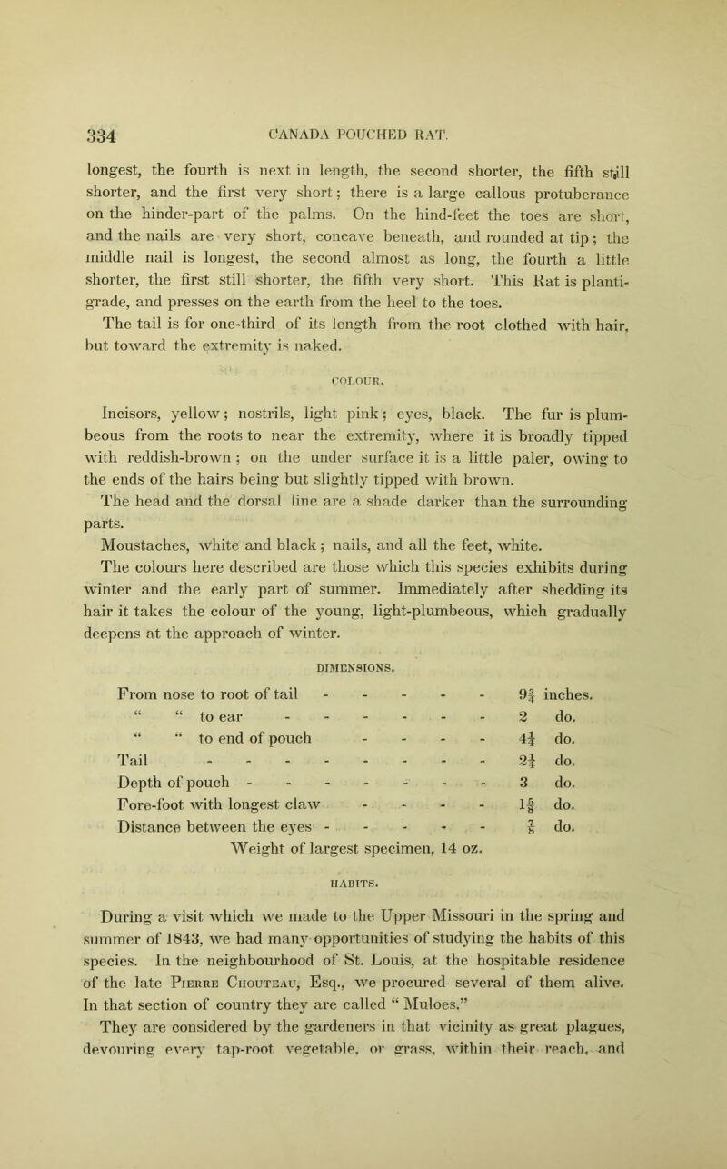 longest, the fourth is next in length, the second shorter, the fifth st,ill shorter, and the first very short; there is a large callous protuberance on the hinder-part of the palms. On the hind-feet the toes are short, and the nails are very short, concave beneath, and rounded at tip; the middle nail is longest, the second almost as long, the fourth a little shorter, the first still shorter, the fifth very short. This Rat is planti- grade, and presses on the earth from the heel to the toes. The tail is for one-third of its length from the root clothed with hair, but toward the extremity is naked. COLOUR. Incisors, yellow; nostrils, light pink; eyes, black. The fur is plum- beous from the roots to near the extremity, where it is broadly tipped with reddish-brown ; on the under surface it is a little paler, owing to the ends of the hairs being but slightly tipped with brown. The head and the dorsal line are a shade darker than the surrounding parts. Moustaches, white and black; nails, and all the feet, white. The colours here described are those which this species exhibits during winter and the early part of summer. Immediately after shedding its hair it takes the colour of the young, light-plumbeous, which gradually deepens at the approach of winter. DIMENSIONS. From nose to root of tail - - - - n inches. “ “ to ear - - - - 2 do. “ “ to end of pouch - - - - 4i do. Tail .... - - - 2i do. Depth of pouch - - - - 3 do. Fore-foot, with longest claw - - - - If do. Distance between the eyes - - - - - l do. Weight of largest specimen, 14 oz. HABITS. During a visit which we made to the Upper Missouri in the spring and summer of 1843, we had many opportunities of studying the habits of this species. In the neighbourhood of St. Louis, at the hospitable residence of the late Pierre Chouteau, Esq., we procured several of them alive. In that section of country they are called “ Muloes.” They are considered by the gardeners in that vicinity as great plagues, devouring even- tap-root vegetable, or grass, within their reach, and