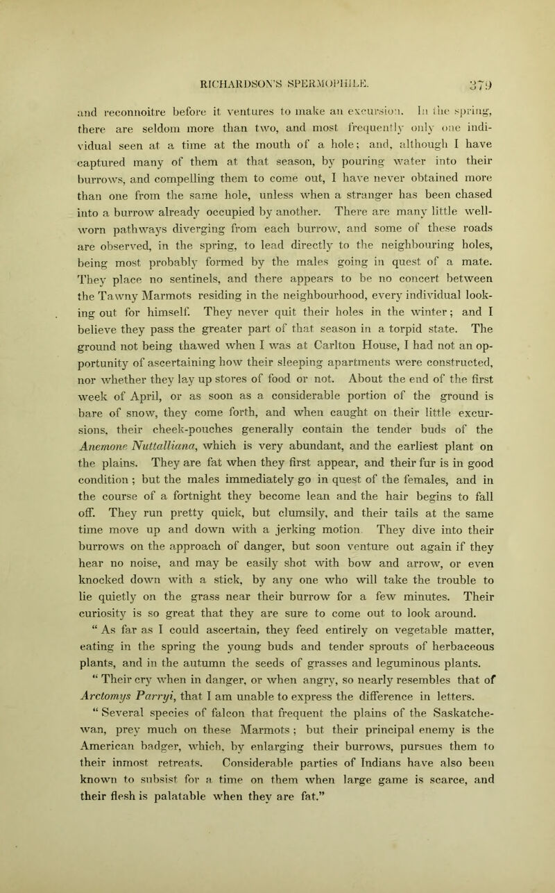 and reconnoitre before it ventures to make an excursion. In the spring, there are seldom more than two, and most frequently only one indi- vidual seen at a time at the mouth of a hole; and, although I have captured many of them at that season, by pouring water into their burrows, and compelling them to come out, I have never obtained more than one from the same hole, unless when a stranger has been chased into a burrow already occupied by another. There are many little well- worn pathways diverging from each burrow, and some of these roads are observed, in the spring, to lead directly to the neighbouring holes, being most probably formed by the males going in quest of a mate. They place no sentinels, and there appears to be no concert between the Tawny Marmots residing in the neighbourhood, every individual look- ing out for himself. They never quit their holes in the winter; and I believe they pass the greater part of that season in a torpid state. The ground not being thawed when I was at Carlton House, I had not an op- portunity of ascertaining how their sleeping apartments were constructed, nor whether they lay up stores of food or not. About the end of the first week of April, or as soon as a considerable portion of the ground is bare of snow, they come forth, and when caught on their little excur- sions, their cheek-pouches generally contain the tender buds of the Anemone Nuttalliana, which is very abundant, and the earliest plant on the plains. They are fat when they first appear, and their fur is in good condition ; but the males immediately go in quest of the females, and in the course of a fortnight they become lean and the hair begins to fall off. They run pretty quick, but clumsily, and their tails at the same time move up and down with a jerking motion They dive into their burrows on the approach of danger, but soon venture out again if they hear no noise, and may be easily shot with bow and arrow, or even knocked down with a stick, by any one who will take the trouble to lie quietly on the grass near their burrow for a few minutes. Their curiosity is so great that they are sure to come out to look around. “ As far as I could ascertain, they feed entirely on vegetable matter, eating in the spring the young buds and tender sprouts of herbaceous plants, and in the autumn the seeds of grasses and leguminous plants. “ Their cry when in danger, or when angry, so nearly resembles that of Arctomys Parryi, that I am unable to express the difference in letters. “ Several species of falcon that frequent the plains of the Saskatche- wan, prey much on these Marmots ; but their principal enemy is the American badger, which, by enlarging their burrows, pursues them to their inmost retreats. Considerable parties of Indians have also been known to subsist for a time on them when large game is scarce, and their flesh is palatable when they are fat.”
