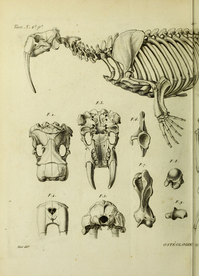 O STE OL ÛGŒ Tom .Y. 2e. ve. F.ô. F.Y F. 5.
