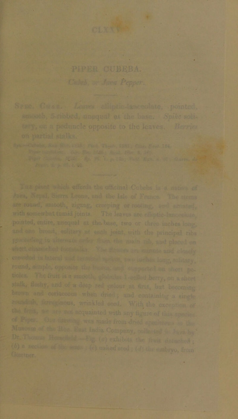 PrPKR OUBEBA. ryr -.itivfl Pepfk't'.^ t ^ *' • . - Sree. Cm AR. {.aants j«r^V/th/5-ribbed> UBequa^ tbe ba$«. Spike 9xAu tifry, or :i peduncle opposite to the leaves, lhrrif> |:ron ^Wtiai stalks;. ' y..* u. ■- ■:.'. :•«, • ari«.’. ;ia? - 134. r- .^|||^ --..■- ;fWK-v'4», >*^; ''■ r: i iV;'.*''-'- A . ■ • ‘. * 'i 1 ufc clfcrfU tlic GabeHs i<s ‘(< „ vi ^ ^ Sh^its Lt*orje, and tht Isle of Frc:*c^ 'iljt ttcras i > &« smooth^ zigzfie^# creeping or roo<;it^, sm?»I with socaewbat tuiaid joints. The icam are eilipticdscv .1?^ i'.% pointed, eiiUre, unequal at thc>base, two or threu iache* ■ ai«! OjffO hnm\. «oUt«r¥ uich jdot, with the priucif>al ribs |H : ‘k ntain «(|>, and placed wi chan»;«-iied f ? . ^3 •rsi nriftUite aud <lciR< V CJt>v:le<i IK i,>it : »»• A>iig^ «o)ttaiy, rounds »ioip4.', opposite pe- tioles. Tho t’ruJt ^ a atooot-k, 1 - call'd i»crry, cm.a short Stalk, fleshy, end o! '.< deep fe<l cc‘l\»ttr^at ftrtt, bat becoming browi end coriaceous when dried ; aod cont^iaiOg a slngte SifTcyiuooB, ivnnMed «eed. With the iiicentmx% the UviSf^ >4^ iwsi acquaitned with any figure oi'tk^.^p^ cl P?cv4. v>w was mads from dried ^j-cc^n-ve * ’m ^ Wuevum of **K:/Uc<i '(Cv.r. ij^ia Company, b> - .Dr/i houj^e - - V rg-(a) exhibitH the if 4 dniuch.d'- , (b) a st»uon ; (c) naked seed, <<5 u,, .,aW froin Gtertuer, . - S «?■ ..iv- - •'Af ■ ^ Jt y. A I'