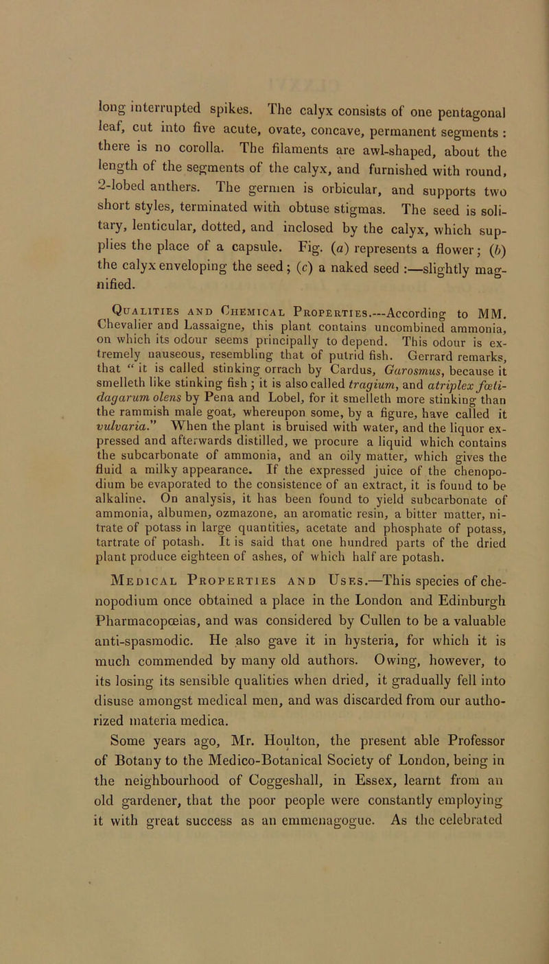 long interrupted spikes. The calyx consists of one pentagonal leaf, cut into five acute, ovate, concave, permanent segments : theie is no corolla. The filaments are awl-shaped, about the length of the segments of the calyx, and furnished with round, 2-Iobed anthers. The germen is orbicular, and supports two short styles, terminated with obtuse stigmas. The seed is soli- taiy, lenticular, dotted, and inclosed by the calyx, which sup- plies the place of a capsule. Fig. (a) represents a flower; (/j) the calyx enveloping the seed; (c) a naked seed slightly mag- nified. Qualities and Chemical Properties.—According to MM. Chevalier and Lassaigne, this plant contains uncombined ammonia, on which its odour seems principally to depend. This odour is ex- tremely nauseous, resembling that of putrid fish. Gerrard remarks, that “ it is called stinking orrach by Cardus, Garosmus, because it smelleth like stinking fish ; it is also called tragium, and atriplex foeti- dagarum olens by Pena and Lobel, for it smelleth more stinking than the rammish male goat, whereupon some, by a figure, have called it vulvaria. When the plant is bruised with water, and the liquor ex- pressed and afterwards distilled, we procure a liquid which contains the subcarbonate of ammonia, and an oily matter, which gives the fluid a milky appearance. If the expressed juice of the chenopo- dium be evaporated to the consistence of an extract, it is found to be alkaline. On analysis, it has been found to yield subcarbonate of ammonia, albumen, ozmazone, an aromatic resin, a bitter matter, ni- trate of potass in large quantities, acetate and phosphate of potass, tartrate of potash. It is said that one hundred parts of the dried plant produce eighteen of ashes, of which half are potash. Medical Properties and Uses.—This species of che- nopodium once obtained a place in the London and Edinburgh Pharmacopoeias, and was considered by Cullen to be a valuable anti-spasmodic. He also gave it in hysteria, for which it is much commended by many old authors. Owing, however, to its losing its sensible qualities when dried, it gradually fell into disuse amongst medical men, and was discarded from our autho- rized materia medica. Some years ago, Mr. Houlton, the present able Professor of Botany to the Medico-Botanical Society of London, being in the neighbourhood of Coggeshall, in Essex, learnt from an old gardener, that the poor people were constantly employing it with great success as an cmmcnagogue. As the celebrated