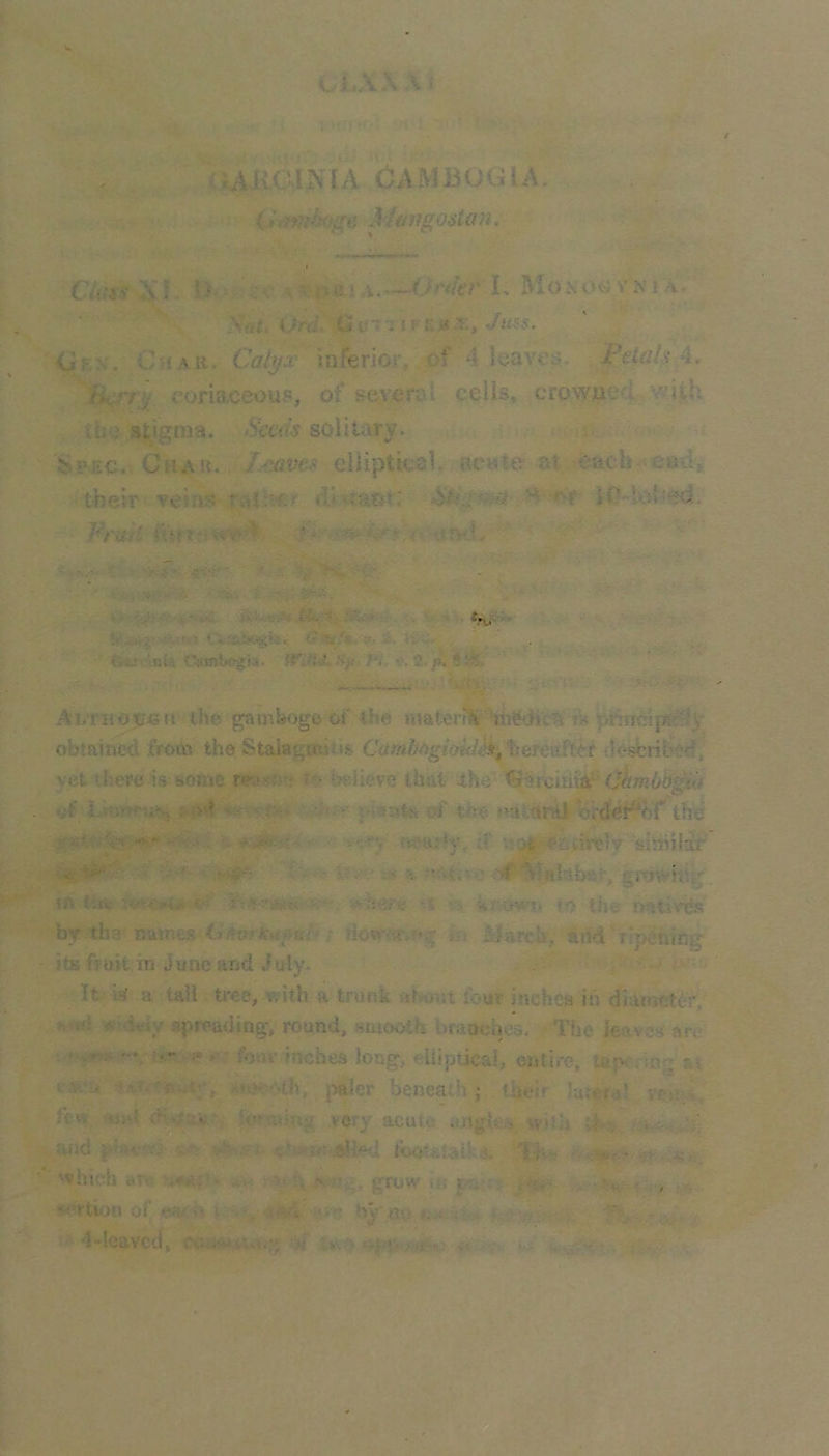 OAKC.1NIA OAMBuGIA. {hmtho^e M&vgostan. CUihi Xf !>v;.’?v L Monogyni a. Silt. Urd GyTi iUcxx, Juss. <iEN, Chah. Calyx inferior, of 4 leaves. Fetals 4. ‘‘'Hcriy eoriaceoup, of several cells, crowded Vi^ij-h ihe stigma, solitary- : Ghah. Leaves elliptical, aewte at each ead, their veins d<vtaoir; >* rif jO-tahsd. Frttii :>■ : vtJVd. ^ ^^'■ C . >;»'• ' ’ :. V *'•. W-- .. MfSv.i.v'-t V-»\. ?...->■ ■■ <» Ou>\bU Csmbogw. fr*H4.'Sft,-pl '''''' ' «| - .V-'' ■ ■- ■' ** Ai/rifotren the gamboge of the nmter?^tk pdriclp^y obtained tVom the Staiagmit»$ tsere^^f desbrit'i’d, yet there is some re;>«>-‘ i'- Relieve that ihe n(i .sii.oeiAS $*)/'.’ ^ fv- n • of tifee oaitiral'drdel^or the ■ ■ ' . ■■ ;f' i55^^e2;tht!ly slnriilah’ v; r. ea ^Ifthtber, grovVm tft tirt;: Tv-twi.' ■T'\ yji.'ief'e ■% v< knomt to the naiivds br th3 names ; tlonNa»r*g in March, and ripening its fruit,in June and July. > - It’a tail tree, with a trunk aWotit lour itichca iii diameter, h>*d «id«y spreading-, round, stuooth braaches. The leaves are : f - 1-3UV inches long, elliptical, entire, tepeding at i-M.-n Ari^fAih, paler beneath; their latcVa^ veu.i. few <tjsd rH ■ . very acute itng'ks wjtli fwid pi.H-v; ,'t.v. '^IKv ■ .>? • ■> which an^ ;^:^■■ : >» i\ >5=ir;i. grow m t-c.. ; ’ - <‘A>tiou of em;S a. ■. . vi , • by«o t . T% - 4»leavcd, L v, > »■./ •. r:’?!-'' Ky . - •