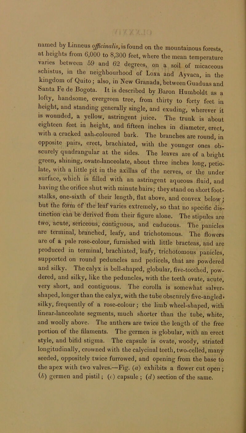 named by Linneus officinalis, is found on the mountainous forests at heights from 6,000 to 8,300 feet, where the mean temperature vanes between 59 and 62 degrees, on a soil of micaceous schistus, m the neighbourhood of Loxa and Ayvaca, in the kingdom of Quito; also, in New Granada,betweenGuaduasand Santa Fe de Bogota. It is described by Baron Humboldt as a lofty, handsome, evergreen tree, from thirty to forty feet in height, and standing generally single, and exuding, wherever it is wounded, a yellow, astringent juice. The trunk is about eighteen feet in height, and fifteen inches in diameter, erect, with a cracked ash-coloured bark. The branches are round, in opposite pairs, erect, brachiated, with the younger ones ob- scurely quadrangular at the sides. The leaves are of a bright green, shining, ovate-lanceolate, about three inches long, petio- late, with a little pit in the axillas of the nerves, or the under surface, which is filled with an astringent aqueous fluid, and having the orifice shut with minute hairs; they stand on short foot- stalks, one-sixth of their length, flat above, and convex below J but the form of the leaf varies extremely, so that no specific dis- tinction can be derived from their figure alone. The stipules are two, acute, sericeous, contiguous, and caducous. The panicles are terminal, branched, leafy, and trichotomous. The flowers are of a pale rose-colour, furnished with little bracteas, and are produced in terminal, brachiated, leafy, trichotomous panicles, supported on round peduncles and pedicels, that are powdered and silky. The calyx is bell-shaped, globular, five-toothed, pow- dered, and silky, like the peduncles, with the teeth ovate, acute, very short, and contiguous. The corolla is somewhat salver- shaped, longer than the calyx, with the tube obscurely five-angled* silky, frequently of a rose-colour; the limb wheel-shaped, with linear-lanceolate segments, much shorter than the tube, white, and woolly above. The anthers are twice the length of the free portion of the filaments. The germen is globular, with an erect style, and bifid stigma. The capsule is ovate, woody, striated longitudinally, crowned with the calycinal teeth, two-celled, many seeded, oppositely twice furrowed, and opening from the base to the apex with two valves.—Fig. (a) exhibits a flower cut open ; {h) germen and pistil; (r) capsule ; {d) section of the same.