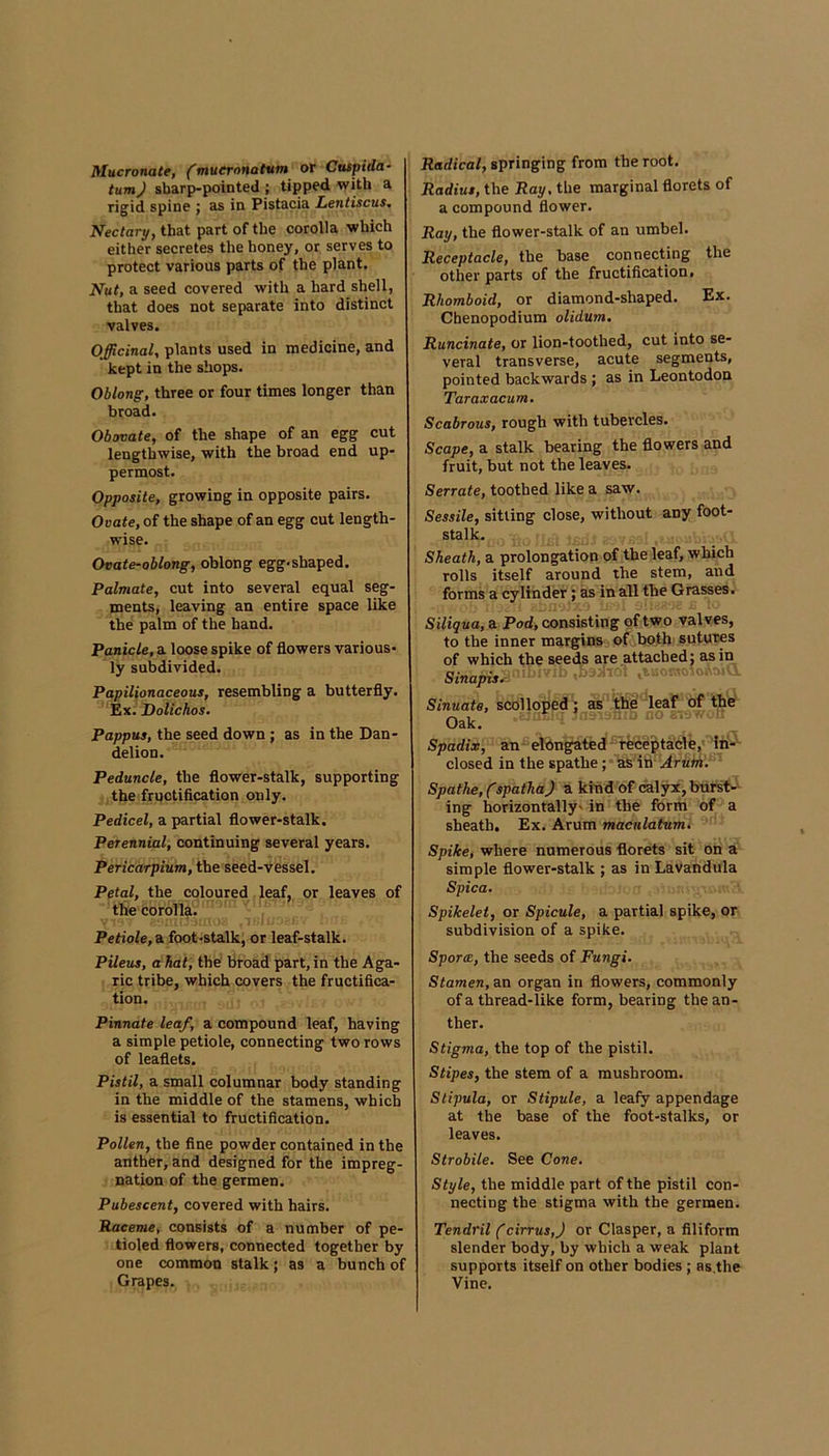 Mucfonate, fmucronahttn or Ctispido- tumj sbarp-pointed ; tipped with a rigid spine ; as in Pistacia Lentiscus, Nectari/, that part of the corolla which either secretes the honey, or serves to protect various parts of the plant. Nut, a seed covered with a hard shell, that does not separate into distinct valves. Officinal, plants used in medicine, and kept in the shops. Oblong, three or four times longer than broad. Obovate, of the shape of an egg cut lengthwise, with the broad end up- permost. Opposite, growing in opposite pairs. Ooate, of the shape of an egg cut length- wise. Ovate-oblong, oblong egg-shaped. Palmate, cut into several equal seg- ments, leaving an entire space like the palm of the hand. Panicle, a loose spike of flowers various- ly subdivided. Papilionaceous, resembling a butterfly. Ex. Dolichos. Pappus, the seed down; as in the Dan- delion. Peduncle, the flower-stalk, supporting the fructification only. Pedicel, a partial flower-stalk. Perennial, continuing several years. Pericarpium, the seed-vessel. Petal, the coloured leaf, or leaves of the corolla. 1! Petiole, a foot-stalk, or leaf-stalk. Pileus, a hat, the broad part, in the Aga- ric tribe, which covers the fructifica- tion. Pinnate leaf, a compound leaf, having a simple petiole, connecting two rows of leaflets. Pistil, a small columnar body standing in the middle of the stamens, which is essential to fructification. Pollen, the fine powder contained in the anther, and designed for the impreg- nation of the germen. Pubescent, covered with hairs. Raceme, consists of a number of pe- tioled flowers, connected together by one common stalk; as a bunch of Grapes. Radical, springing from the root. Radius, the Ray, the marginal florets of a compound flower. Ray, the flower-stalk of an umbel. Receptacle, the base connecting the other parts of the fructification. Rhomboid, or diamond-shaped. Ex. Chenopodium olidum, Runcinate, or lion-toothed, cut into se- veral transverse, acute segments, pointed backwards ; as in Leontodon Taraxacum. Scabrous, rough with tubercles. Scape, a stalk bearing the flowers and fruit, but not the leaves. Serrate, toothed like a saw. Sessile, sitting close, without any foot- stalk. Sheath, a prolongation of the leaf, which rolls itself around the stem, and forms a cylinder; as in all the Grasses. Siliqua, a Pod, consisting of two valves, to the inner margins of both sutures of which the seeds are attached: as in Sinapis.^ ■ Sinuate, scolloped; as ttie’^leaf of the Oak. Spadix, an elongated t^eptacle,* lri^ closed in the spathe ;*as m Ariitn. '^- Spathe, fspatha) a kind of caljrx, burst- ing horizontally' in the form of a sheath. Ex. Arum maculatumi Spike, where numerous florets sit on a simple flower-stalk ; as in Lavandula Spica. Spikelet, or Spicule, a partial spike, or subdivision of a spike. Sporm, the seeds of Fungi. Stamen, an organ in flowers, commonly of a thread-like form, bearing the an- ther. Stigma, the top of the pistil. Stipes, the stem of a mushroom. Slipula, or Stipule, a leafy appendage at the base of the foot-stalks, or leaves. Strobile. See Cone. Style, the middle part of the pistil con- necting the stigma with the germen. Tendril (cirrus,J or Clasper, a filiform slender body, by which a weak plant supports itself on other bodies; as.the Vine.