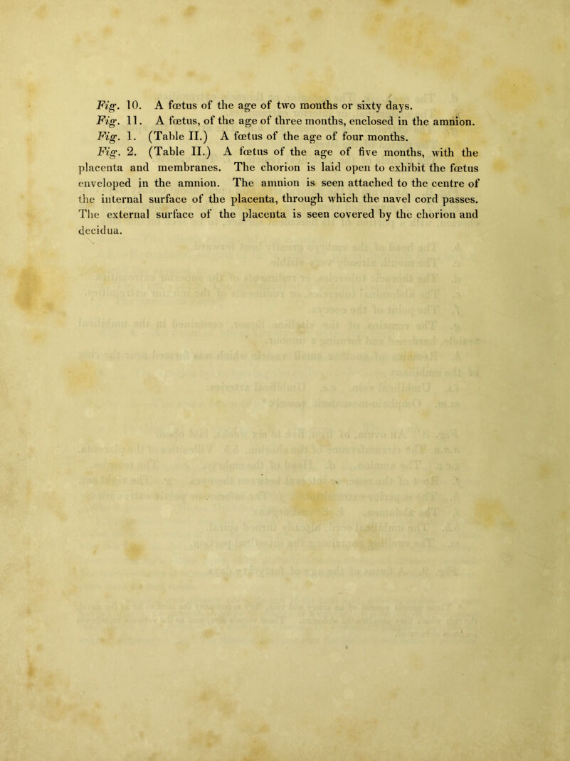Fig. 10. A foetus of the age of two months or sixty days. Fig. 11. A foetus, of the age of three months, enclosed in the amnion. Fig. 1. (Table II.) A foetus of the age of four months. Fig. 2. (Table II.) A foetus of the age of five months, with the placenta and membranes. The chorion is laid open to exhibit the foetus enveloped in the amnion. The amnion is seen attached to the centre of the internal surface of the placenta, through which the navel cord passes. The external surface of the placenta is seen covered by the chorion and decidua.