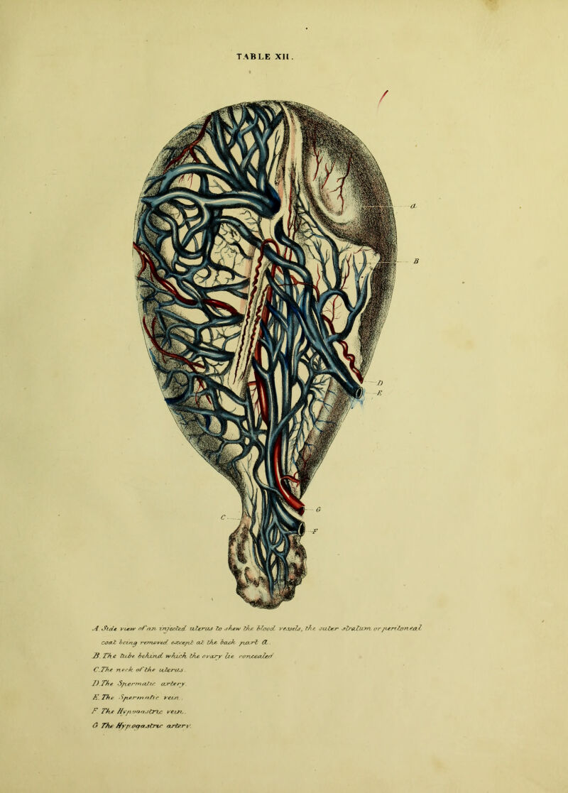 TABLE XII . A Side view of on injected Valerius to shew the blood, vessels, the outer stratum orfieritoneal coat: being removed esccefit at the hade yuvrt CL . jB, The tube behind which the ovary he concealed C.The nee A: of the icterus I).The SfiermaJic artery. K. The Sficrm rttt r vein f The Hv/iooa.str%c vein,. O The ffyrtoqasCrtr artery.
