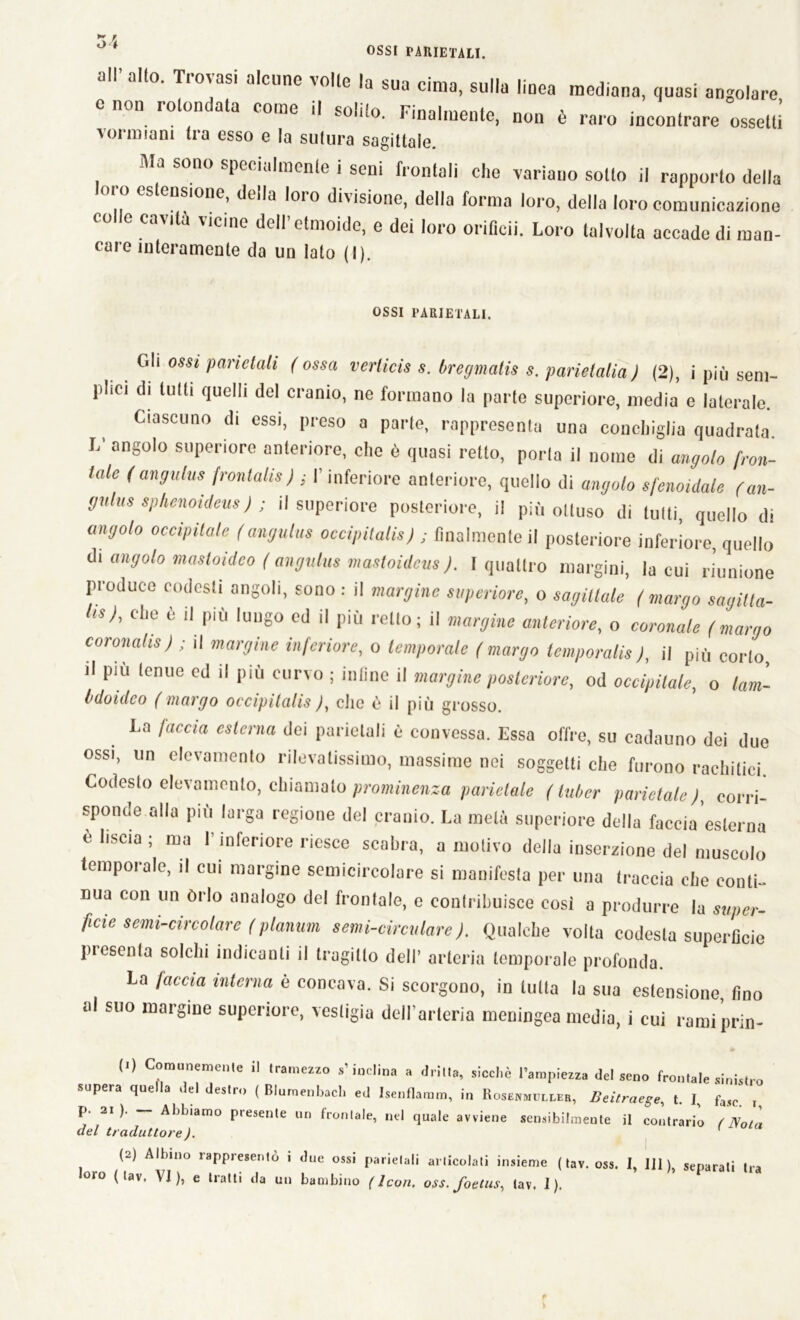 o\ OSSI PARIETALI. a°- Tr0' aSÌ al0Une vo,le la sua cima, sulla liuea mediana, quasi angolare e non rotondata come il solito. Finalmente, non è raro incontrare osselti voi imam tia esso e la sutura sagittale. Ma sono specialmente i seni frontali che variano sotto il rapporto della loro estensione, della loro divisione, della forma loro, della loro comunicazione colle cavità vicine dell’etmoide, e dei loro orifici]. Loro talvolta accade di man- care interamente da un lato (I). OSSI PARIETALI. Gli ossi parietali (ossa vertice s. Oregmatis s. parietalia) (2), i più sem- pLoi di lutti quelli del cranio, ne formano la parte superiore, media e laterale. Ciascuno di essi, preso a parte, rappresenta una conchiglia quadrata. L angolo superiore anteriore, che è quasi retto, porta il nome di angolo fron- tale (angulus frontale) ; Y inferiore anteriore, quello di angolo sfenoidale (an- gulus splienotdeus) ; il superiore posteriore, il più ottuso di tutti, quello di angolo occipitale (angui,,s occipitali») ; finalmente il posteriore inferiore, quello di angolo mastoideo ( augni,ts masloidcus). [quattro margini, la cui riunione produce codesti angoli, sono : il margine supcriore, o sagittale ( margo sagitta- le), che è il più lungo cd il più retto ; il margine anteriore, o coronale (margo coronale) ; il margine inferiore, o temporale (margo temporale), il più corto il più tenue cd il più curvo ; infine il margine posteriore, od occipitale, o lam- bdoideo (margo occipitalis y, elio è il più grosso. La faccia esterna dei parietali è convessa. Essa offre, su cadauno dei due ossi, un elevamento rilevatissimo, massime nei soggetti che furono rachitici Codesto elevamento, chiamalo prominenza parietale (tuber parietale )t corri- sponde alla più larga regione del cranio. La metà superiore della faccia esterna e liscia; ma l’inferiore riesce scabra, a motivo della inserzione del muscolo temporale, il cui margine semicircolare si manifesta per una traccia che conti- nua con un órlo analogo del frontale, e contribuisce così a produrre la super- ficie semi-circolare (planum semi-circulare). Qualche volta codesta superficie presenta solchi indicanti il tragitto dell’ arteria temporale profonda. La faccia interna è concava. Si scorgono, in tutta la sua estensione, fino al suo margine superiore, vesligia dell’arteria meningea media, i cui rami prin- (1) Comunemente il tramezzo s’inclina a dritta, sicché l’ampiezza del seno frontale sinistro supera quella del destro ( Blumenbach ed Isenflamm, in Rosenmuller, Beitraege, t. I, f„c , p. 2i ). - Abbiamo presente un frontale, nel quale avviene sensibilmente il contrario f Nota del traduttore). (2) Albino rappresentò i due ossi parietali articolati insieme ( tav. oss. I, 111), separati tra °ro (tav, VI), e tratti da un bambino ( Icon. oss. foetus, (av. 1).