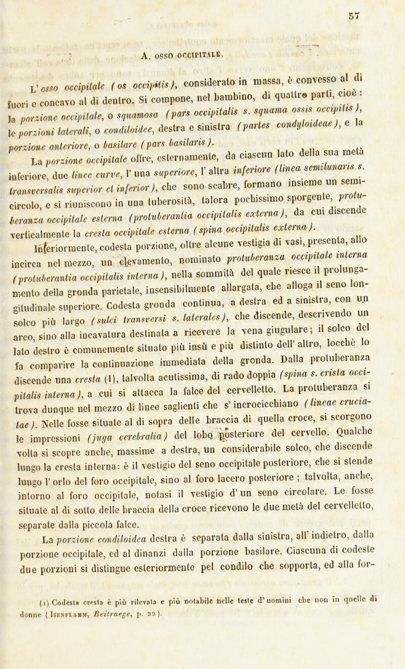 A. OSSO Of,CH’ITALE. Vosso occipitale ( os occipite), consideralo in massa, è convesso al di fuori c concavo al di dentro. Si compone, nel bambino, d. quattro pari., eoo L porzione occipitale, o squamosa (pan occipitali s. squama ossis oecipitis Io porzioni laterali, o condiloidee, destra e sinistra (partes condyloideae), porzione anteriore, o basilare (pan basilari). La porzione occipitale offre, esternamente, da ciascun lato della sua m. inferiore, due linee curve, 1’ una superiore, 1’ altra inferiore (tmea sennlunanss. transversali supcrior et inferir), che sono scabre, formano insieme un sei - circolo, e si riuniscono in una tuberosità, talora pochissimo sporgente protu- beranza occipitale esterna (proluberanlia occipitali externa), da cui d.scen verticalmente la cresta occipitale esterna (spina occiptlalts extema). Inferiormente, codesta porzione, oltre alcune vestigia d. vasi, presenta allo incirca nel mezzo, un elevamento, nominato protuberanza occipitale interna (protuberantia occipitali interna), nella sommità del quale riesce d prolunga- mento della gronda parietale, insensibilmente allargata, che alloga il seno lon- gitudinale superiore. Codesta gronda continua, a destra ed a sinistra, con un solco piti largo (salci transversi s. laterales), che discende, descrivendo un arco sino alla incavatura destinala a ricevere la vena giugulare ; il solco de Iato destro è comunemente situato più insù e piu distinto dell’ altro, locclie lo fa comparire la continuazione immediata della gronda. Dalla piotuberanza discende una cresta (I), talvolta acutissima, di rado doppia (spina s. cruta occi- pitali interna ), a cui si attacca la falce del cervelletto. La protuberanza s. trova dunque nel mezzo di linee saglienti che s’incrocicchiano (tmeae crucia- tae). Nelle fosse situate al di sopra delle braccia di quella croce, si scorgono le impressioni (fuga cerebralia) del lobo posteriore del cervello. Qualche volta si scopre anche, massime a destra, un considerabile solco, che discende lungo la cresta interna: è il vestigio del seno occipitale posteriore, che si stende luugo l’orlo del foro occipitale, sino al foro lacero posteriore ; talvolta, anche, intorno al foro occipitale, notasi il vestigio d’un seno circolare. Le fosse situate al di sotto delle braccia della croce ricevono le due metà del cervelletto, separate dalla piccola falce. La porzione condiloidea destra è separata dalla sinistra, all indietro, dalla porzione occipitale, ed al dinanzi dalla porzione basilare. Ciascuna di codeste due porzioni si distingue esteriormente pel condilo che sopporta, ed alla foi- (i) Codesta cresta è più rilevata e più notabile nelle teste d’ uomini che non in quelle di donne ( Isenfdamm, Beitrnege, p. 22).