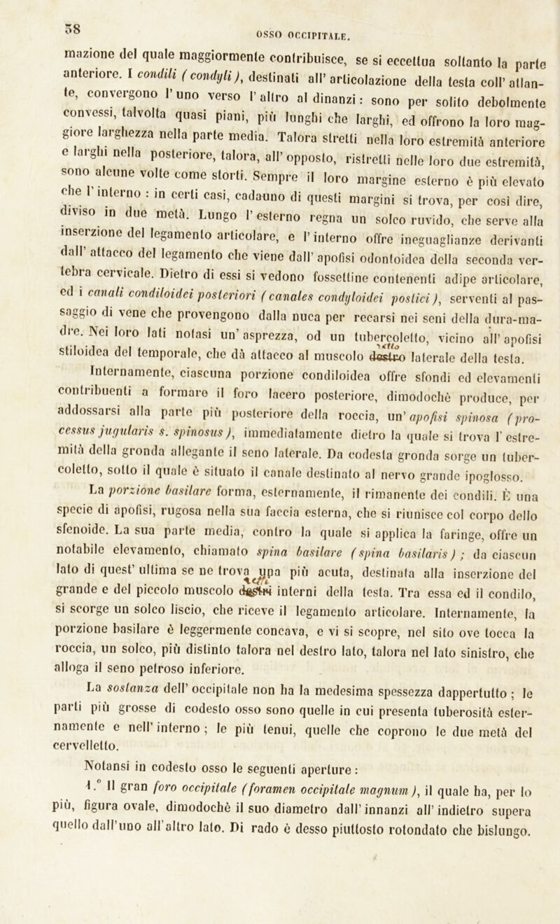 OSSO OCCIPITALE. mozione del quale maggiormente contribuisce, se si eccettua soltanto la parte anteriore. I condili (condyli)t destinati all’articolazione della testa coll’atlan- te, convergono I’uno verso l’altro al dinanzi : sono per solito debolmente convessi, talvolta quasi piani, più lunghi che larghi, ed offrono la loro mag- giore arghezza nella parte media. Talora stretti nella loro estremità anteriore e arg n nella posteriore, talora, all’opposto, ristretti nelle loro due estremità, sono alcune volte come storti. Sempre il loro margine esterno è più elevato o ie interno : in certi casi, cadauno di questi margini si trova, per cosi dire, iviso in due metà. Lungo I esterno regna un solco ruvido, che serve alla insci zione del legamento articolare, e l’interno offre ineguaglianze derivanti dall’ attacco del legamento che viene dall’ apofisi odontoidea della seconda ver- tcbia ceivirale. Dietro di essi si vedono fosseltine contenenti adipe articolare, ed i canali condiloidei posteriori ( canales condyloidei postici ), serventi al pas- s.u^io di Acne che provengono dalla nuca per recarsi nei seni della dura-ma- dre. Nei loro lati notasi un’asprezza, od un tubercoletto, vicino all’apofisi stiloidea del temporale, che dà attacco al muscolo deSto laterale della testa. Internamente, ciascuna porzione condiloidea offre sfondi ed elevamenti contribuenti a formare il foro lacero posteriore, dimodoché produce, per addossarsi alla parte più posteriore della roccia, un’ apofisi spinosa \ pro- ce ssus yugulans s. spinosus), immediatamente dietro la quale si trova 1’estre- mila della gronda allegante il seno laterale. Da codesta gronda sorge un tuber- colello, sotto il quale é situato il canale destinato al nervo grande ipoglosso. La porzione basilare forma, esternamente, il rimanente dei condili. È una specie di apofisi, rugosa nella sua faccia esterna, che si riunisce col corpo dello sfenoide. La sua parte media, contro la quale si applica la faringe, offre un notabile elevamento, chiamato spina basilare (spina basilaris) ; da ciascun Iato di quest ultima se ne trova^upa più acuta, destinata alla inserzione del grande e del piccolo muscolo interni della testa. Tra essa ed il condilo, si scoi ge un solco liscio, che riceve il legamento articolare. Internamente, la porzione basilare è leggermente concava, e vi si scopre, nel silo ove tocca la roccia, un solco, più distinto talora nel destro lato, talora nel Iato sinistro, che alloga il seno petroso inferiore. La sostanza dell’occipitale non ha la medesima spessezza dappertutto; le parti più grosse di codesto osso sono quelle in cui presenta tuberosità ester- namente e nell interno ; le più tenui, quelle che coprono le due metà del cervelletto. Notansi in codesto osso le seguenti aperture: Il gran foro occipitale (foramen occipitale magnum), il quale ha, per lo più, figuia ovale, dimodoché il suo diametro dall’innanzi all’indietro supera quello dall’uno all altro lato. Di rado è desso piuttosto rotondato che bislungo.