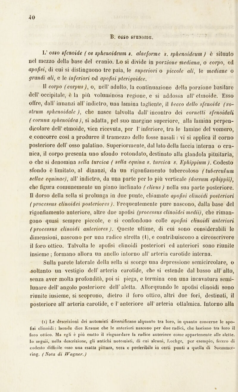 ^0 B. OSSO SFENOIDE. L’ osso sfenoide f os sphenoideum s. alaeforme s. sphenoideum ) è situalo nel mezzo della base del cranio. Lo si divide in porzione mediana, o corpo, ed apofisi, di cui si distinguono tre paia, le superiori o piccole ali, le mediane o grandi ali, e le inferiori od apofisi pterigoidee. Il corpo (corpus), o, nell’ adulto, la continuazione della porzione basilare dell’occipitale, è la più voluminosa regione, e si addossa all’etmoide. Esso offre, dall’ innanzi all’ indietro, una lamina tagliente, il becco dello sfenoide (ro- strum sphenoidale )y che nasce talvolta dall’ incontro dei cornetti sfenoidali ( cornua sphenoidea ), si adatta, pel suo margine superiore, alla lamina perpen- dicolare dell’ etmoide, vien ricevuta, per l’inferiore, tra le lamine del vomero, e concorre così a produrre il tramezzo delle fosse nasali : vi si applica il corno posteriore dell’ osso palatino. Superiormente, dal lato della faccia interna o cra- nica, il corpo presenta uno sfondo rotondato, destinato alla glandola pituitaria, o che si denomina sella turcica ( sella equina s. turcica s. Ephippium). Codesto sfondo è limitalo, al dinanzi, da un rigonfiamento tubercoloso (tuberculum scllae equinae), all’ indietro, da una parte per Io più verticale (dorsum ephippii)y che figura comunemente un piano inclinato (clivus ) nella sua parte posteriore. Il doi ‘so della sella si prolunga in due punte, chiamate apofisi etmoidi posteriori (processus clinoidei posteriores ). Frequentemente pure nascono, dalla base del rigonfiamento anteriore, altre due apofisi (processus clinoidei medii), che riman- gono quasi sempre piccole, e si confondono colle apofisi clinoidi anteriori (processus clinoidi anteriorcs ). Queste ultime, di cui sono considerabili le dimensioni, nascono per una radice stretta (l),e contribuiscono a circoscrivere il foro ottico. Talvolta le apofisi clinoidi posteriori ed anteriori sono riunite insieme; formano allora un anello intorno all’arteria carotide interna. Sulla parete laterale della sella si scorge una depressione semicircolare, o •soltanto un vestigio dell’ arteria carotide, che si estende dal basso all’ alto, senza aver molla profondità, poi si piega, e termina con una incavatura semi- lunare dell’ angolo posteriore dell’ aletta. Allorquando le apofisi clinoidi sono riunite iusieme, si scoprono, dietro il foro ottico, altri due fori, destinali, il posteriore all’ arteria carotide, e 1’ anteriore all’ arteria oltalmica. Intorno alla (i) Le descrizioni dei nolomisti diversificano alquanto tra loro, in quanto concerne le apo- fisi clinoidi : laonde dice Krause che le anteriori nascono per due radici, che lasciano tra loro il foro ottico. Ma egli è più esalto il risguardare la radice anteriore come appartenente alle alette, lo seguii, nella descrizione, gli antichi notomisti, di cui alcuni, Lochge, per esempio, fecero di codesto difficile osso una esatta pittura, vera e preferibile in certi punti a quella di Soemmcr- ring. (Nota di Wagner.) %