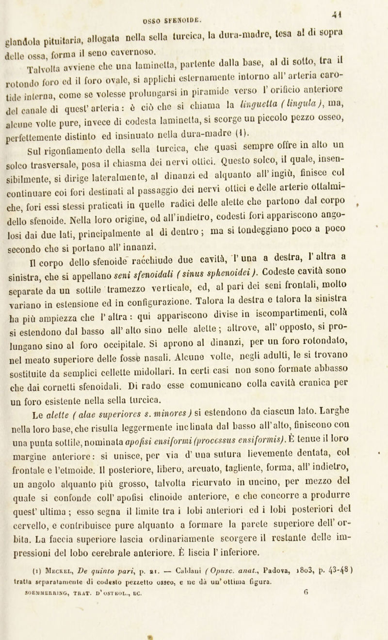 Ai glandolo pituitario, allogata nella sella lurcica, la dura-madre, tesa a! di sopra delle ossa, forma il seno cavernoso. , f :i Talvolta avviene che una (ammetta, partente dalla base, al d. sotto, tra il rotondo foro ed il foro ovale, si applichi esternamente intorno all’ arteria caro- tide interna, come se volesse prolungarsi in piramide verso l’orificio anteriore del canale di quest’arteria: ò ciò elio si chiama la linguetta (lingula), ma, alcune volle pure, invece dì codesta laminetta, si scorge un piccolo pezzo osseo, perfettamente distinto ed insinualo nella dura-madre (t). Sul rigonfiamento della sella luccica, che quasi sempre offre in alto un solco trasversale, posa il chiasma dei nervi ottici. Questo solco, il quale, insen- sibilmente, si dirige lateralmente, al dinanzi ed alquanto all’ingiù, finisce col continuare coi fori destinati al passaggio dei nervi ottici e delle arterie otlalnn- che fori essi stessi praticati in quelle radici delle alette che partono dal corpo dello sfenoide. Nella loro origine, od all’indietro, codesti fori appariscono ango- losi dai due lati, principalmente al di dentro ; ma si tondeggiano poco a poco secondo elio si portano all’ innanzi. Il corpo dello sfenoide racchiude due cavità, T una a destra, 1 altra a sinistra, che si appellano seni sfenoidali ( sinus sphenoidei). Codeste cavità sono separate da un sottile tramezzo verticale, ed, al pari dei seni frontali, molto variano in estensione ed in configurazione. Talora la destra e talora la sinistra ha più ampiezza che l’altra: qui appariscono divise in iscompartimenti, colà si estendono dal basso all’ alto sino nelle alette ; altrove, all’ opposto, si pro- lungano sino al foro occipitale. Si aprono al dinanzi, per un foro rotondalo, nel meato superiore delle fosse nasali. Alcune volte, negli adulti, le si trovano sostituite da semplici cellette midollari. In certi casi non sono formate abbasso che dai cornetti sfenoidali. Di rado esse comunicano colla cavità cranica per un foro esistente nella sella lurcica. Le alette ( alae superiores s. minores) si estendono da ciascun lato. Larghe nella loro base,che risulta leggermente inclinata dal basso all’alto, finiscono con una punta sottile, nominata apofisi ensiformi (processus ensiformis). È tenue il loro margine anteriore: si unisce, per via d’una sutura lievemente dentata, col frontale e l’etmoide. Il posteriore, libero, arcuato, tagliente, forma, all indietro, un angolo alquanto più grosso, talvolta ricurvato in uncino, per mezzo del quale si confonde coll’ apofisi clinoide anteriore, e che concorre a produrre quest’ ultima ; esso segna il limite tra i lobi anteriori ed i lobi posteriori del cervello, e contribuisce pure alquanto a formare la parete superiore dell or- bita. La faccia superiore lascia ordinariamente scorgere il restante delle im- pressioni del lobo cerebrale anteriore. È liscia l’inferiore. (i) Meckel, De quinto pari, p. ai. — Caldani ( Opusc. ariatPadova, j8o3, p. 4^*4® ) tratta separatamente di codeslo pezzetto osseo, e ne dà un’ottima figura. SOEMMERR1NG, TRàT. D* OSTKOL., EC. fi