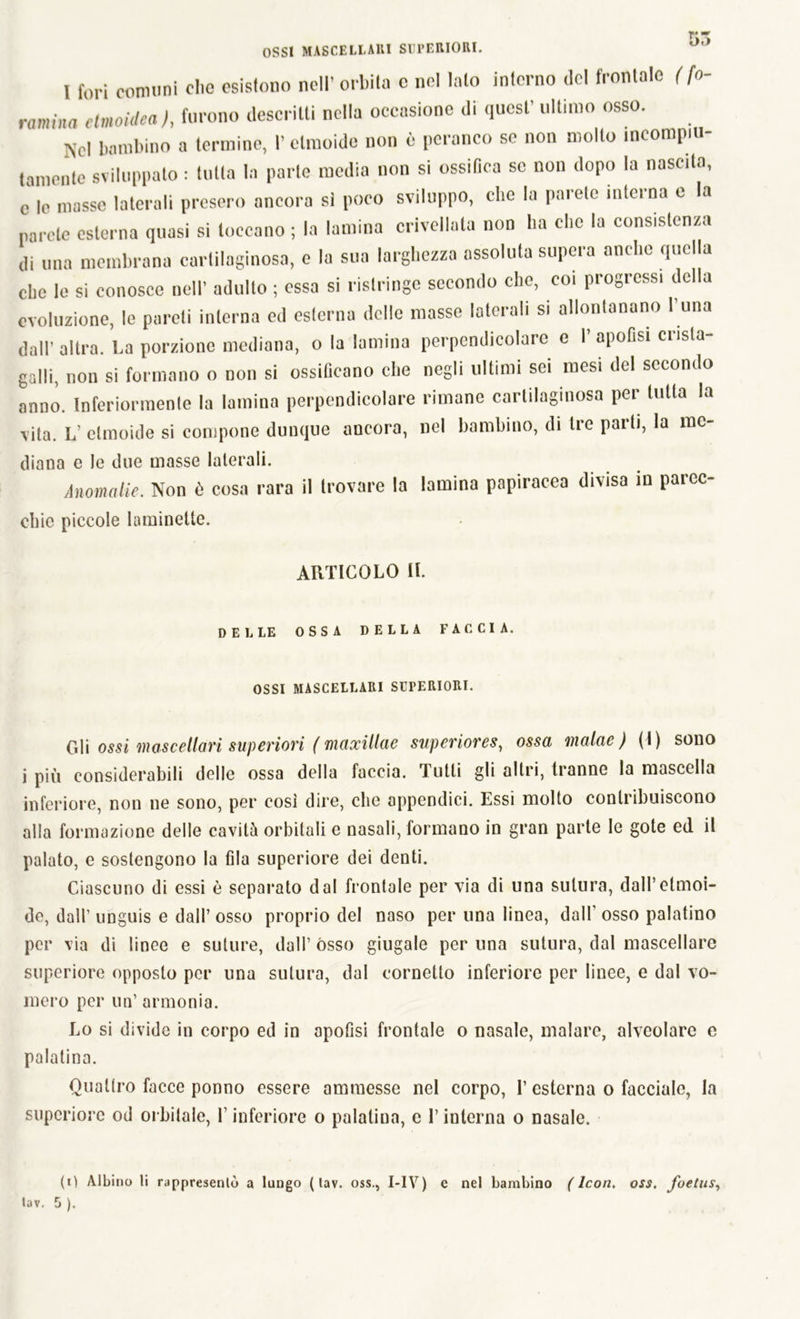 I fori comuni clic esistono nell’ orbita e nel Iato interno del frontale (fa- ramina elmoidea), furono descritti nella occasione di quest’ ultimo osso. Nel bambino a termine, l’etmoide non è peranco se non mollo incompiu- tamente sviluppato : tutta In parte media non si ossifica se non dopo la nascila, e le masse laterali presero ancora si poco sviluppo, clic la parete interna e la parete esterna quasi si toccano ; la lamina crivellata non ha clic la consistenza di una membrana cartilaginosa, e la sua larghezza assoluta supera anche quella che le si conosce nell’ adulto ; essa si ristringe secondo che, coi progressi della evoluzione, le pareti interna cd esterna delle masse laterali si allontanano l’una dall’ altra. La porzione mediana, o la lamina perpendicolare e l’apoflsi cnsla- galli, non si formano o non si ossificano che negli ultimi sei mesi del secondo anno. Inferiormente la lamina perpendicolare rimane cartilaginosa per tutta la vita. L’etmoide si compone dunque ancora, nel bambino, di tre parti, la me- diana e le due masse laterali. Anomalie. Non è cosa rara il trovare la lamina papiracea divisa in parec- chie piccole laminette. ARTICOLO IL DELLE OSSA DELLA FACCIA. OSSI MASCELLARI SUPERIORI. Gli ossi mascellari superiori ( maxillae superiores, ossa inaine ) (I) sono i più considerabili delle ossa della faccia. Tutti gli altri, tranne la mascella inferiore, non ne sono, per cosi dire, che appendici. Essi molto contribuiscono alla formazione delle cavità orbitali e nasali, formano in gran parte le gote ed il palato, e sostengono la fila superiore dei denti. Ciascuno di essi è separato dal frontale per via di una sutura, dall’etmoi- de, dall’ unguis e dall’ osso proprio del naso per una linea, dall' osso palatino per via di linee e suture, dall’ òsso giugale per una sutura, dal mascellare superiore opposto per una sutura, dal cornetto inferiore per linee, e dal vo- mero per un’ armonia. Lo si divide in corpo ed in apofisi frontale o nasale, inalare, alveolare e palatina. Quattro facce ponno essere ammesse nel corpo, 1’ esterna o facciale, la superiore od orbitale, l’inferiore o palatina, c l’interna o nasale. (0 Albino li rappresentò a lungo ( lav. oss., I-IV) e nel bambino (Icori, oss. foetus,