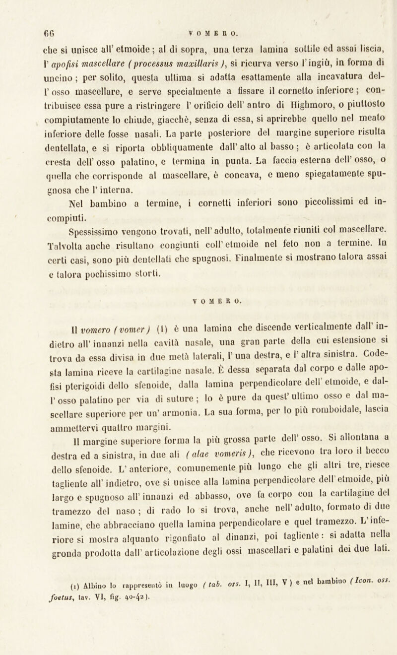 che si unisce all’etmoide; al di sopra, una terza lamina sottile ed assai liscia, 1’ apofisi mascellare ( processus maxillaris ), si ricurva verso l’ingiù, in torma di uncino ; per solito, questa ultima si adatta esattamente alla incavatura del- T osso mascellare, e serve specialmente a fissare il cornetto inferiore ; con- tribuisce essa pure a ristringere 1’ orificio dell’ antro di Highmoro, o piuttosto compiutamente lo chiude, giacché, senza di essa, si aprirebbe quello nel meato inferiore delle fosse nasali. La parte posteriore del margine superiore risulta dentellata, e si riporta obbliquamente dall’ alto al basso ; è articolala con la cresta dell’ osso palatino, e termina in punta. La faccia esterna dell’ osso, o quella che corrisponde al mascellare, è concava, e meno spiegatamente spu- gnosa che P interna. Nel bambino a termine, i cornetti inferiori sono piccolissimi ed in- compiuti. Spessissimo vengono trovati, nell’adulto, totalmente riuniti col mascellare. Talvolta anche risultano congiunti coll’ etmoide nel feto non a termine. In certi casi, sono più dentellati che spugnosi. Finalmente si mostrano talora assai e talora pochissimo storti. v o M e r o. Il itornerò fvomer) (1) ò una lamina che discende verticalmente dall’ in- dietro all’ innanzi nella cavità nasale, una gran parte della cui estensione si trova da essa divisa in due metà laterali, P una destra, e P altra sinistra. Code- sta lamina riceve la cartilagine nasale. È dessa separata dal corpo e dalle apo- fisi pterigoidi dello sfenoide, dalla lamina perpendicolare dell etmoide, e dal- P osso palatino per via di suture ; lo è pure da quest’ ultimo osso e dal ma- scellare superiore per un’ armonia. La sua forma, per lo più romboidale, lascia ammettervi quattro margini. Il margine superiore forma la più grossa parte dell osso. Si allontana a destra ed a sinistra, in due ali ( alae vomeris ), che ricevono tra loro il becco dello sfenoide. L’ anteriore, comunemente più lungo che gli altri tre, riesce tagliente all’ indietro, ove si unisce alla lamina perpendicolare dell etmoide, più largo e spugnoso all’ innanzi ed abbasso, ove ta corpo con la cartilagine del tramezzo del naso ; di rado lo si trova, anche nell adulto, tonnato di due lamine, che abbracciano quella lamina perpendicolare e quel tramezzo. L infe riore si mostra alquanto rigonfialo al dinanzi, poi tagliente. si adatta nella gronda prodotta dall’ articolazione degli ossi mascellari e palatini dei due lati. (i) Albino lo rappresentò in luogo ( tab. oss. I, 11, IH, V ) e nel bambino (Icori. foetuSy lav. VI, fig.