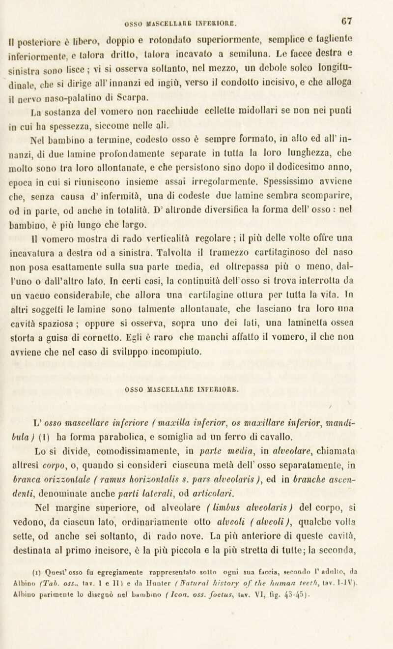 Il posteriore è libero, doppio e rotondato superiormente, semplice c tagliente inferiormente, e talora dritto, talora incavalo a semiluna. Le facce destra e sinistra sono lisce ; vi si osserva soltanto, nel mezzo, un debole solco longitu- dinale, che si dirige all’innanzi ed ingiù, verso il condotto incisivo, e che alloga il nervo naso-palatino di Scarpa. La sostanza del vomero non racchiude cellette midollari se non nei punti in cui ha spessezza, siccome nelle ali. Nel bambino a termine, codesto osso è sempre formato, in alto ed all’in- nanzi, di due lamine profondamente separate in tutta la loro lunghezza, che molto sono tra loro allontanate, e che persistono sino dopo il dodicesimo anno, epoca in cui si riuniscono insieme assai irregolarmente. Spessissimo avviene che, senza causa d’infermità, una di codeste due lamine sembra scomparire, od in parte, od anche in totalità. D’ altronde diversifica la forma dell’osso : nel bambino, è più lungo che largo. Il vomero mostra di rado verticalità regolare ; il più delle volte offre una incavatura a destra od a sinistra. Talvolta il tramezzo cartitaginoso del naso non posa esattamente sulla sua parte media, ed oltrepassa più o meno, dal- l’uno o dall’altro lato. In certi casi, la continuità dell’osso si trova interrotta da un vacuo considerabile, che allora una cartilagine ottura per tutta la vita. In altri soggetti le lamine sono talmente allontanate, che lasciano tra loro una cavità spaziosa ; oppure si osserva, sopra uno dei lati, una laminetta ossea storta a guisa di cornetto. Egli è raro che manchi affatto il vomero, il che non avviene che nel caso di sviluppo incompiuto. OSSO MASCELLARE INFERIORE. L’ osso mascellare inferiore ( maocilla inferior, os maxillare inferior, mandi- buia ^ (I) ha forma parabolica, e somiglia ad un ferro di cavallo. Lo si divide, comodissimamente, in parte media, in alveolare, chiamata altresì corpo, o, quando si consideri ciascuna metà dell’ osso separatamente, in branca orizzontale ( ramus horizonlalis s. pars alveolaris ), ed in branche ascen- denti, denominate anche parti laterali, od articolari. Nel margine superiore, od alveolare ( limbus alveolaris) del corpo, si vedono, da ciascun Iato, ordinariamente otto alveoli ( alveoli), qualche volta sette, od anche sei soltanto, di rado nove. La più anteriore di queste cavità, destinata al primo incisore, è la più piccola e la più stretta di tutte; la seconda, (i) Quest’osso fu egregiamente rappresentato sotto ogni sua faccia, secondo 1’adulto, da Albino (Tali, osslav. 1 e li) e da ITunter (Naturai history of. thè human teeth, tav. 1-1V). Albino parimente lo disegnò nel bambino (Icori, oss. foetus, tav. VI, fig.