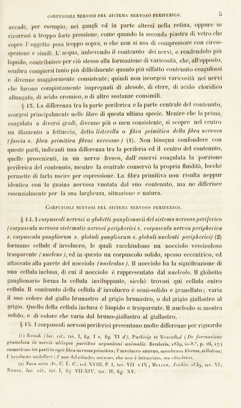 CORPUSCOLI NERVOSI DEL SISTEMA NERVOSO PERIFERICO. accade, per esempio, nei gangli ed in parte altresi nella retina, oppure se ricorrasi a troppo forte pressione, come quando la seconda piastra di vetro che copre P oggetto pesa troppo sopra, o che non si usa di compressore con circo- spezione c simili. L’ acqua, imbevendo il contenuto dei nervi, e rendendolo più liquido, contribuisce per ciò stesso alla formazione di varicosità, che, all’opposto, sembra compiersi tanto più diffìcilmente quanto più siffatto contenuto coagulossi c divenne maggiormente consistente; quindi non iscorgesi varicosità nei nervi che furono compiutamente impregnati di alcoole, di etere, di acido cloridico allungato, di acido cromico, o di altre sostanze consimili. § 13. La differenza tra la parte periferica e la parte centrale del contenuto, scorgesi principalmente nelle fibre di questa ultima specie. Mentre che la prima, coagulala a diversi gradi, divenne più o men consistente, si scopre nel centro un filamento a fettuccia, detto listerella o fibra primitiva della fibra nervosa (fascia s. fibra primitiva fibrae nervosac) (1). Non bisogna confondere con queste parti, indicanti una differenza tra la periferia ed il centro del contenuto, quelle provenienti, in un nervo fresco, dall’ esservi coagulata la porzione periferica del contenuto, mentre la centrale conservò la propria fluidità, loccliò permette di farla uscire per espressione. La fibra primitiva non risulta neppur identica con la guaina nervosa vuotata dal suo contenuto, ma ne differisce essenzialmente per la sua larghezza, situazione e natura. Corpuscoli nervosi del sistema nervoso periferico. § 14. I corpuscoli nervosi o globetti ganglionarii del sistema nervoso periferico (corpuscula nervosa sistemata nervosi periplierici s. corpuscula nervea perip/ierica s. corpuscula gangliorum s. globuli gangliorum s. globuli nucleati peripherici) (2) formano cellule d’involucro, le quali racchiudono un nocciolo vescicoloso trasparente ( nucleus ), ed in questo un corpuscolo solido, spesso eccentrico, ed attaccato alla parete del nocciolo (nuclcolus ). 11 nocciolo ha la significazione di una cellula inclusa, di cui il nocciolo è rappresentato dal nucleolo. II globetto ganglionario forma la cellula inviluppante, sicché trovasi qui cellula entro cellula. Il contenuto della cellula d’involucro è semi-solido e granellato; varia il suo colore dal giallo brunastro al grigio brunastro, o dal grigio giallastro al grigio. Quello della cellula inclusa è limpido e trasparente. II nucleolo si mostra solido, e di colore che varia dal bruno-giallastro al giallastro. § 13.1 corpuscoli nervosi periferici presentano molle differenze per riguardo (1) Remali (loc. cit., lav. 1, fig. I e, fi g. VI d), Purliinje et Rosenthal [De Jormatione granulosa in nervis alusque partibus organismi animalis. Breslavia, i83q, in-8.°, p. 16, ij) ammettono Ire parti in ogni fibra nervosa primitiva ; l1 involucro esterno, membrana fibrosa, cellulosa ; 1 involucro midollare ; 1 asse del cilindro nervoso, ebe non è feltucciato, ma cilindrico. (2) Aow acta Ac. C. L. C„ voi. XVili, P. 1, tav. VII e IX ; Muller, Archii83«), lav. VI ;