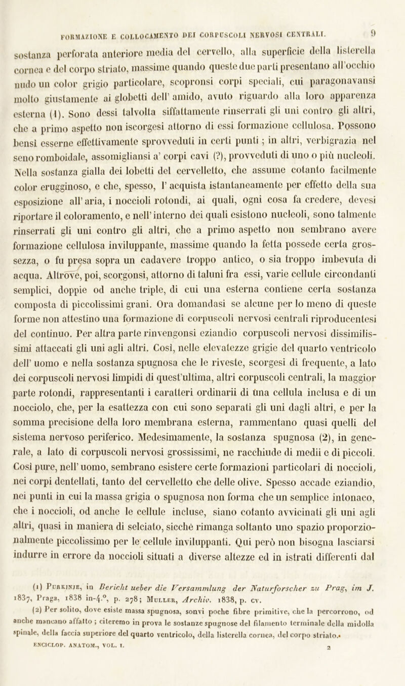 sostanza perforata anteriore inedia del cervello, alla superficie della listerella cornea e del corpo striato, massime quando queste due parti presentano all’occhio mulo un color grigio particolare, scopronsi corpi speciali, cui paragonavansi molto giustamente ai globetti dell amido, avuto riguai do alla loro appai enza esterna (1). Sono dessi talvolta siffattamente rinserrati gli uni contro gli altri, che a primo aspetto non iscorgesi attorno di essi foi inazione cellulosa. Possono bensì esserne effettivamente sprovveduti in certi punti ; in altri, verbigrazia nel seno romboidale, assomigliansi a’ corpi cavi (?), provveduti di uno o più nucleoli. Nella sostanza gialla dei lobctti del cervelletto, clic assume cotanto facilmente color erugginoso, e che, spesso, 1’ acquista istantaneamente per effetto della sua esposizione all’ aria, i noccioli rotondi, ai quali, ogni cosa fa credere, dcvesi riportare il coloramento, e nell’interno dei quali esistono nucleoli, sono talmente rinserrati gli uni contro gli altri, che a primo aspetto non sembrano avere formazione cellulosa inviluppante, massime quando la fetta possedè certa gros- sezza, o fu presa sopra un cadavere troppo antico, o sia troppo imbevuta di acqua. Altróve, poi, scorgonsi, attorno di taluni fra essi, varie cellule circondanti semplici, doppie od anche triple, di cui una esterna contiene certa sostanza composta di piccolissimi grani. Ora domandasi se alcune per lo meno di queste forme non attestino una formazione di corpuscoli nervosi centrali riproducentesi del continuo. Per altra parte rinvengonsi eziandio corpuscoli nervosi dissimilis- simi attaccati gli uni agli altri. Così, nelle elevatezze grigie del quarto ventricolo dell’ uomo e nella sostanza spugnosa che le riveste, scorgesi di frequente, a lato dei corpuscoli nervosi limpidi di quest’ultima, altri corpuscoli centrali, la maggior parte rotondi, rappresentanti i caratteri ordinarli di tma cellula inclusa e di un nocciolo, che, per la esattezza con cui sono separati gli uni dagli altri, e per la somma precisione della loro membrana esterna, rammentano quasi quelli del sistema nervoso periferico. Medesimamente, la sostanza spugnosa (2), in gene- rale, a lato di corpuscoli nervosi grossissimi, ne racchiude di medii e di piccoli. Così pure, nell’ uomo, sembrano esistere certe formazioni particolari di noccioli, nei corpi dentellati, tanto del cervelletto che delle olive. Spesso accade eziandio, nei punti in cui la massa grigia o spugnosa non forma che un semplice intonaco, che i noccioli, od anche le cellule incluse, siano cotanto avvicinati gli uni agli altri, quasi in maniera di selciato, sicché rimanga soltanto uno spazio proporzio- nalmente piccolissimo per le cellule inviluppanti. Qui però non bisogna lasciarsi indurre in errore da noccioli situati a diverse altezze ed in istrati differenti dal (1) Puriunje, in Bericlit ueber die Versammlung der Naturforscher zu Prag-, im J. 1837, r>rapai i838 in~4-°, p. 278; Moller, Arch'w. 1838, p. cv. (2) Per solito, dove esiste massa spugnosa, sonvi poche fibre primitive, chela percorrono, od anche mancano allatto ; citeremo in prova le sostanze spugnose del filamento terminale della midolla spinale, della faccia superiore del quarto ventricolo, della listerella cornea, del corpo strialo.*