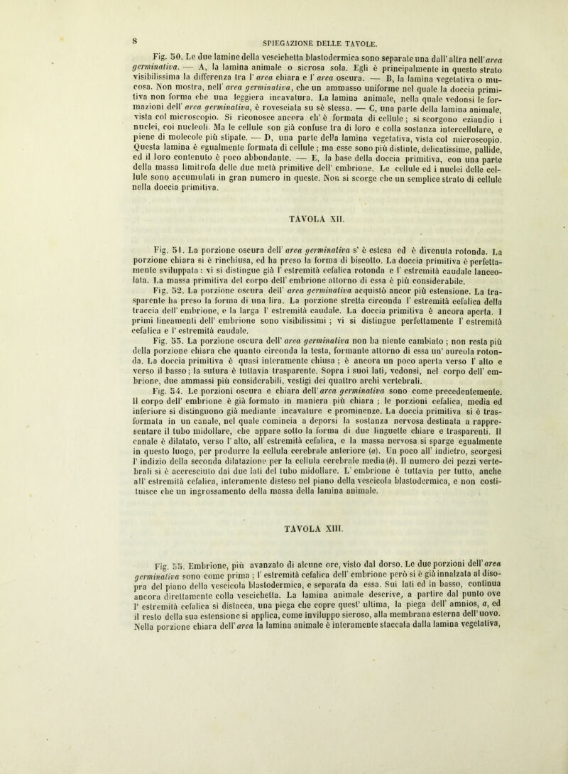 Fig. SO. Le due lamine della vescichetta blastodermica sono separate una dall’altra nell’arca germinativa. — A, la lamina animale o sierosa sola. Egli è principalmente in questo strato visibilissima la differenza tra 1’ area chiara e 1’ area oscura. — B, la lamina vegetativa o mu- cosa. Non mostra, nell' area germinativa, che un ammasso uniforme nel quale la doccia primi- tiva non forma che una leggiera incavatura. La lamina animale, nella quale vedonsi le for- mazioni dell’ area germinativa, è rovesciala su sè stessa. — C, una parte della lamina animale, vista col microscopio. Si riconosce ancora eh’ è formata di cellule ; si scorgono eziandio ì nuclei, coi nucleoli. Ma le cellule son giù confuse tra di loro e colla sostanza intercellulare, e piene di molecole più stipale. — D, una parte della lamina vegetativa, vista col microscopio. Questa lamina è egualmente formata di cellule ; ma esse sono più distinte, delicatissime, pallide, ed il loro contenuto è poco abbondante. — E, la base della doccia primitiva, con una parte della massa limitrofa delle due melù primitive dell’ embrione. Le cellule ed i nuclei delle cel- lule sono accumulati in gran numero in queste. Non si scorge che un semplice strato di cellule nella doccia primitiva. TAVOLA XII. Fig. 51. La porzione oscura dell’ area germinativa s’ è estesa ed è divenuta rotonda. La porzione chiara si è rinchiusa, ed ha preso la forma di biscotto. La doccia primitiva è perfetta- mente sviluppata : vi si distingue giù 1’ estremili! cefalica rotonda e I’ eslremilù caudale lanceo- lata. La massa primitiva del corpo dell’embrione attorno di essa è più considerabile. Fig. 52. La porzione oscura dell’ area germinativa acquistò ancor più estensione. La tra- sparente ha preso la forma di una lira. La porzione stretta circonda 1’ estremità cefalica della traccia dell’ embrione, e la larga 1’ estremità caudale. La doccia primitiva è ancora aperta. I primi lineamenti dell’ embrione sono visibilissimi ; vi si distingue perfettamente 1’ estremità cefalica e l’estremità caudale. Fig. 55. La porzione oscura dell’ area germinativa non ha niente cambiato ; non resta più della porzione chiara che quanto circonda la testa, formante attorno di essa un’ aureola roton- da. La doccia primitiva è quasi interamente chiusa ; è ancora un poco aperta verso 1’ allo e verso il basso; la sutura è tuttavia trasparente. Sopra i suoi lati, vedonsi, nel corpo dell’ em- brione, due ammassi più considerabili, vestigi dei quattro archi vertebrali. Fig. 54. Le porzioni oscura e chiara dell’area germinativa sono come precedentemente. II corpo dell’ embrione è giù formato in maniera più chiara ; le porzioni cefalica, media ed inferiore si distinguono già mediante incavature e prominenze. La doccia primitiva si è tras- formata in un canale, nel quale comincia a deporsi la sostanza nervosa destinata a rappre- sentare il tubo midollare, che appare sotto la forma dì due linguette chiare e trasparenti. Il canale è dilatalo, verso 1’ alto, all’ estremità cefalica, e la massa nervosa si sparge egualmente in questo luogo, per produrre la cellula cerebrale anteriore (a). Un poco all’ indietro, scorgesi l’indizio della seconda dilatazione per la cellula cerebrale media(ò). Il numero dei pezzi verte- brali si è accresciuto dai due iati del tubo midollare. L’ embrione è tuttavia per tutto, anche all’estremità cefalica, interamente disteso nel piano della vescicola blastodermica, e non costi- tuisce che un ingrossamento della massa della lamina animale. TAVOLA XIII. Fig. 55. Embrione, più avanzato di alcune ore, visto dal dorso. Le due porzioni dell’area germinativa sono come prima ; 1 estremità cefalica dell embrione peio si è già innalzata al diso- pra del piano della vescicola blastodermica, e separata da essa. Sui lati ed in basso, continua ancora direttamente colla vescichetta. La lamina animale descrive, a partire dal punto ove 1’ estremità cefalica si distacca, una piega che copre quest’ ultima, la piega dell’ amnios, a, ed il resto della sua estensione si applica, come inviluppo sieroso, alla membrana esterna dell’ uovo. Nella porzione chiara dell’area la lamina animale è interamente staccata dalla lamina vegetativa,