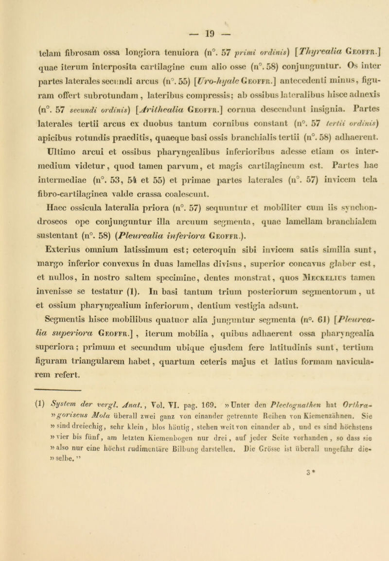 telam fibrosam ossa longiora tenuiora (n°. 57 primi ordinis) [Thyrealia Geoffr.] quae iterum interposita cartilagine cum alio osse (n°. 58) conjunguntur. Os inter partes laterales secundi arcus (n°. 55) [Uro-kyaleGeoffr.] antecedenti minus, figu- ram offert subrotundam, lateribus compressis; ab ossibus lateralibus hisce adnexis (n°. 57 secundi ordinis) [.Arilhealia Geoffr.] cornua descendunt insignia. Partes laterales tertii arcus ex duobus tantum cornibus constant (n°. 57 tertii ordinis) apicibus rotundis praeditis, quaeque basi ossis branchialis tertii (n°. 58) adhaerent. Ultimo arcui et ossibus pharyngealibus inferioribus adesse etiam os inter- medium videtur, quod tamen parvum, et magis cartilagineum est. Partes hae intermediae (n°. 53, 54 et 55) et primae partes laterales (n . 57) invicem tela fibro-cartilaginea valde crassa coalescunt. Haec ossicula lateralia priora (n°. 57) sequuntur et mobiliter cum iis synchon- droseos ope conjunguntur illa arcuum segmenta, quae lamellam branchialem sustentant (n°. 58) (Pleurealia inferiora Geoffr.). Exterius omnium latissimum est; ceteroquin sibi invicem satis similia sunt, margo inferior convexus in duas lamellas divisus, superior concavus glaber est, et nullos, in nostro saltem specimine, dentes monstrat, quos Meckelius tamen invenisse se testatur (1). In basi tantum trium posteriorum segmentorum , ut et ossium pharyngealium inferiorum, dentium vestigia adsunt. Segmentis hisce mobilibus qua tuor alia junguntur segmenta (n°. 61) {Pleurea- lia superiora Geoffr.] , iterum mobilia , quibus adhaerent ossa pharyngealia superiora; primum et secundum ubique ejusdem fere latitudinis sunt, tertium figuram triangularem habet, quartum ceteris majus et latius formam navicula- rem refert. (1) System der vergi, Anat. , Vol. VI. pag. 169. »Unter den Pleclognaihcn hat Orf/tra- »gonscus Mola liberali zwei ganz Yon einander getrennte Reihen von Kiemenziihnen. Sie » sind dreiechig, sehr klein , blos haotig, stehen weit toii einander ab, und es sind hoehstens »Yier bis f ii n f, am lelzten Kiemenbogen nur drei, auf jeder Seite Yorhanden , so dass sie »also nur eine hochst rudimenlare Bilbung darslellen. Die Grosse ist liberali ungefahr die- »selbe. ” 3*