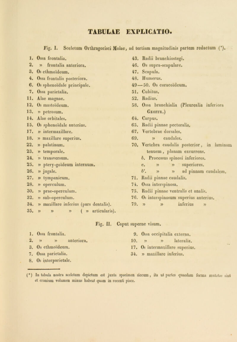 TABULAE EXPLICATIO. Fig. I. Sceletum Orthragorisci Molae, ad tertiam magnitudinis partem redactum ('). 1. Ossa frontalia. 43. Radii branchiostegi. 2. » frontalia anteriora. 46. Os supra-scapulare. 3. Os ethmoideum. 47. Scapula. 4. Ossa frontalia posteriora. 48. Humerus. 6. Os sphenoidale principale. 49- — 50. Os coracoideum. 7. Ossa parietalia. 51. Cubitus. 11. Alae magnae. 52. Radius. 12. Os mastoideum. 58. Ossa branchialia (Pleurealia inferiora 13. » petrosum. Geoffr.) 14. Alae orbitales. 64. Carpus. 15. Os sphenoidale anterius. 65. Radii pinnae pectoralis. 17. » intermaxillare. 67. Vertebrae dorsales. 18. » maxillare superius. 69. » caudales. 22. » palatinum. 70. Vertebra caudalis posterior, in laminam 23. » temporale. tenuem , planam excurrens. 24. » transversum. b. Processus spinosi inferiores. 25. » ptery-goideum internum. c. » » superiores. 26. » jugale. b'. » » ad pinnam caudalem. 27. » tympanicum. 71. Radii pinnae caudalis. 28. » operculum. 74. Ossa interspinosa. 30. » prae-operculum. 75. Radii pinnae ventralis et analis. 32. » sub-operculum. 76. Os interspinosum superius anterius. 34. » maxillare inferius (pars dentalis). 79. » » inferius » 35. » » » ( » articularis). Fig. II. Caput superne visum. 1. Ossa frontalia. 9. Ossa occipitalia externa. 2. » » anteriora. 10. » » lateralia. 3. Os ethmoideum. i7. Os intermaxillare superius. 7. Ossa parietalia. 34. » maxillare inferius. 8. Os interparietale. {*) In tabula nostra sceletum depictum est juxta specimen siccum, ita ut partes quaedam forma mutatae sint et cranium volumen minus habeat quam in recenti pisce.