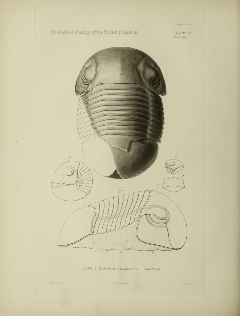 DEC-ALE 2. EL.’3. St il%dw si the United EELJ1WWS (Silurian) ILL/CNUS ( BUMASTUS) baeiuensis Murchison del1 E.Jarbes dm-x1