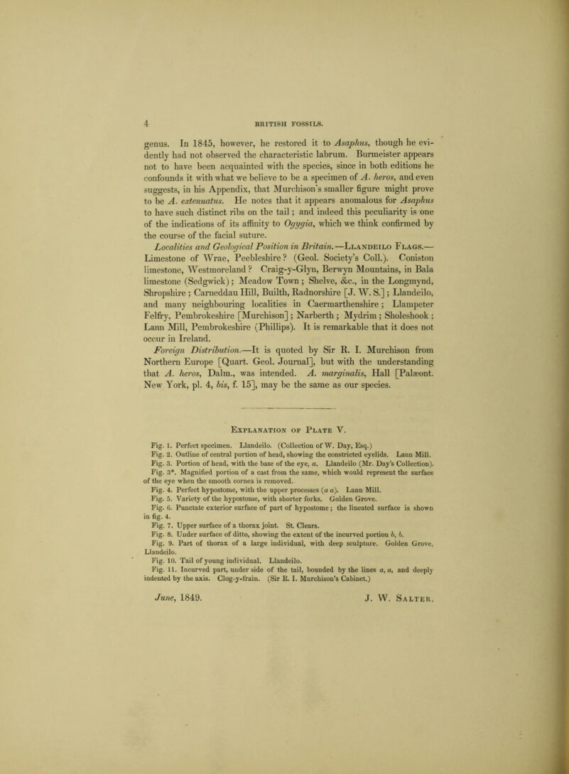 genus. In 1845, however, he restored it to Asaphus, though he evi- dently had not observed the characteristic labrum. Burmeister appears not to have been acquainted with the species, since in both editions he confounds it with what we believe to be a specimen of A. heros, and even suggests, in his Appendix, that Murchison's smaller figure might prove to be A. extenuatus. He notes that it appears anomalous for Asaphus to have such distinct ribs on the tail; and indeed this peculiarity is one of the indications of its affinity to Ogygia, which we think confirmed by the course of the facial suture. Localities and Geological Position in Britain.—Llandeilo Flags.— Limestone of Wrae, Peebleshire? (Geol. Society’s Coll.). Coniston limestone, Westmoreland? Craig-y-Glyn, Berwyn Mountains, in Bala limestone (Sedgwick) ; Meadow Town ; Shelve, &c., in the Longmynd, Shropshire ; Carneddau Hill, Builth, Radnorshire [J. W. S.] ; Llandeilo, and many neighbouring localities in Caermarthenshire; Llampeter Felfry, Pembrokeshire [Murchison] ; Narberth ; Mydrim ; Sholeshook ; Lann Mill, Pembrokeshire (Phillips). It is remarkable that it does not occur in Ireland. Foreign Distribution.—It is quoted by Sir R. I. Murchison from Northern Europe [Quart. Geol. Journal], but with the understanding that A. heros, Dalm., was intended. A. marginalis, Hall [Palseont. New York, pi. 4, bis, f. 15], may be the same as our species. Explanation of Plate Y. Fig. 1. Perfect specimen. Llandeilo. (Collection of W. Day, Esq.) Fig. 2. Outline of central portion of head, showing the constricted eyelids. Lann Mill. Fig. 3. Portion of head, with the base of the eye, a. Llandeilo (Mr. Day’s Collection). Fig. 3*. Magnified portion of a cast from the same, which would represent the surface of the eye when the smooth cornea is removed. Fig. 4. Perfect hypostome, with the upper processes (a a). Lann Mill. Fig. 5. Variety of the hypostome, with shorter forks. Golden Grove. Fig. 6. Punctate exterior surface of part of hypostome; the lineated surface is shown in fig. 4. Fig. 7. Upper surface of a thorax joint. St. Clears. Fig. 8. Under surface of ditto, showing the extent of the incurved portion b, 1. Fig. 9. Part of thorax of a large individual, with deep sculpture. Golden Grove, Llandeilo. Fig. 10. Tail of young individual. Llandeilo. Fig. 11. Incurved part, under side of the tail, bounded by the lines a, a, and deeply indented by the axis. Clog-y-frain. (Sir K. I. Murchison’s Cabinet.)