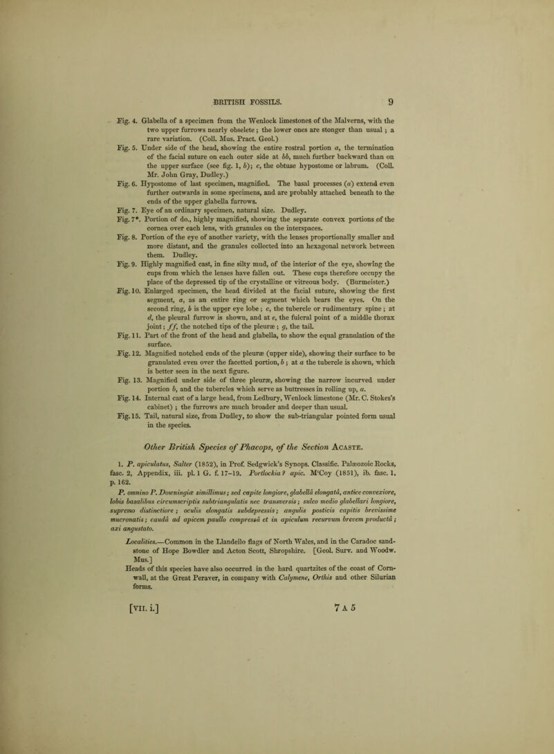 Fig. 4. Glabella of a specimen from the Wenlock limestones of the Malvems, -with the two upper furrows nearly obselete ; the lower ones are stonger than usual; a rare variation. (Coll. Mus. Pract. GeoL) Fig. 5. Under side of the head, showing the entire rostral portion a, the termination of the facial suture on each outer side at bb, much further backward than on the upper surface (see fig. 1, by, c, the obtuse hypostome or labrum. (Coll. Mr. John Gray, Dudley.) Fig. 6. Hypostome of last specimen, magnified. The basal processes (a) extend even further outwards in some specimens, and are probably attached beneath to the ends of the upper glabella furrows. Fig. 7. Eye of an ordinary specimen, natural size. Dudley. Fig. 7*. Portion of do., highly magnified, showing the separate convex portions of the cornea over each lens, with granules on the interspaces. Fig. 8. Portion of the eye of another variety, with the lenses proportionally smaller and more distant, and the granules collected into an hexagonal network between them. Dudley. Fig. 9. Highly magnified cast, in fine silty mud, of the interior of the eye, showing the cups from which the lenses have fallen out. These cups therefore occupy the place of the depressed tip of the crystalline or vitreous body. (Burmeister.) Fig. 10. Enlarged specimen, the head divided at the facial suture, showing the first segment, a, as an entire ring or segment which bears the eyes. On the second ring, b is the upper eye lobe ; c, the tubercle or rudimentary spine ; at d, the pleural furrow is shown, and at e, the fulcral point of a middle thorax joint; //, the notched tips of the pleura;; g, the tail. Fig. 11. Part of the front of the head and glabella, to show the equal granulation of the surface. Fig. 12. Magnified notched ends of the pleurae (upper side), showing their surface to be granulated even over the facetted portion, b ; at a the tubercle is shown, which is better seen in the next figure. Fig. 13. Magnified under side of three pleurae, showing the narrow incurved under portion b, and the tubercles which serve as buttresses in rolling up, a. Fig. 14. Internal cast of a large head, from Ledbury, Wenlock limestone (Mr. C. Stokes’s cabinet) ; the furrows are much broader and deeper than usual. Fig. 15. Tail, natural size, from Dudley, to show the sub-triangular pointed form usual in the species. Other British Species of Phacops, of the Section Acaste. 1. P. apiculatus, Salter (1852), in Prof. Sedgwick’s Synops. Classific. Palaeozoic Rocks, fasc. 2, Appendix, iii. pi. 1 G. f. 17-19. Portlockia? apic. M‘Coy (1851), ib. fuse. 1. p. 162. P. omnino P. Downingice simillimus; sed capite longiore, glabella elongate, antice convexiore, lobis basalibus circumscriptis subtriangulatis nec transversis; sulco medio glabellari longiore, supremo distinction ; oculis elongatis subdepressis; angulis posticis capitis brevissime mucronatis; cauda ad apicem paullo compressd et in apiculum recurvum brevem produetd; axi angustato. Localities.—Common in the Llandeilo flags of North Wales, and in the Caradoc sand- stone of Hope Bowdler and Acton Scott, Shropshire. [Geol. Surv. and Woodw. Mus.] Heads of this species have also occurred in the hard quartzites of the coast of Corn- wall, at the Great Peraver, in company with Calymene, Orthis and other Silurian forms.