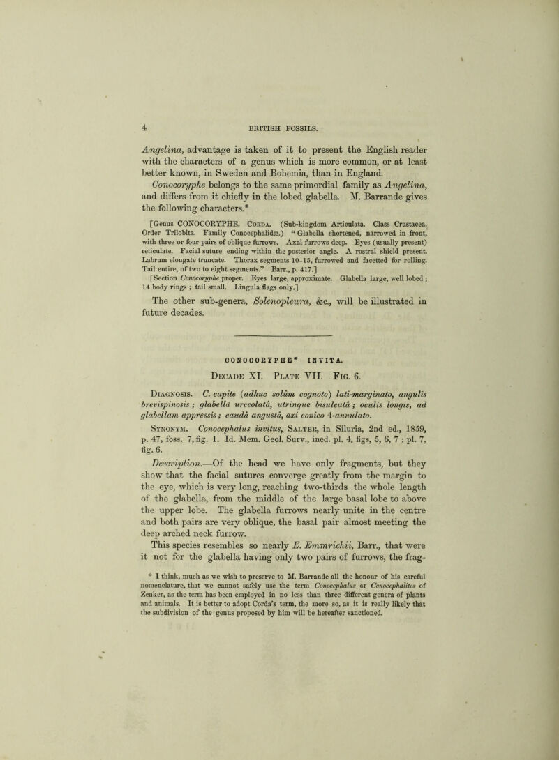 Angelina, advantage is taken of it to present the English reader with the characters of a genus which is more common, or at least better known, in Sweden and Bohemia, than in England. Conocoryphe belongs to the same primordial family as Angelina, and differs from it chiefly in the lobed glabella. M. Barrande gives the following characters.* [Genus CONOCORYPHE. Cokda. (Sub-kingdom Articulata. Class Crustacea. Order Trilobita. Family Conocephalidae.) “ Glabella shortened, narrowed in front, with three or four pairs of oblique furrows. Axal furrows deep. Eyes (usually present) reticulate. Facial suture ending within the posterior angle. A rostral shield present. Labrum elongate truncate. Thorax segments 10-15, furrowed and facetted for rolling. Tail entire, of two to eight segments.” Barr., p. 417.] [Section Conocoryphe proper. Eyes large, approximate. Glabella large, well lobed ; 14 body rings ; tail small. Lingula flags only.] The other sub-genera, Solenopleura, &c., will be illustrated in future decades. CONOCORYPHE* INVITA. Decade XI. Plate YII. Fig. 6. Diagnosis. C. capite (adhuc solum cognoto) lati-marginato, angulis brevispinosis; glabelld urceolata, utrinque bisulcuta; oculis loiigis, ad glabellam appressis; cauda angusta, axi conico 4-annulato. Synonym. Conocephalus invitus, Salter, in Siluria, 2nd ed., 1859, p. 47, foss. 7, fig. 1. Id. Mem. Geol. Surv., ined. pi. 4, figs, 5, 6, 7 ; pi. 7, fig. 6. Description.—Of the head we have only fragments, but they show that the facial sutures converge greatly from the margin to the eye, which is very long, reaching two-tliirds the whole length of the glabella, from the middle of the large basal lobe to above the upper lobe. The glabella furrows nearly unite in the centre and both pairs are very oblique, the basal pair almost meeting the deep arched neck furrow. This species resembles so nearly E. Emmrichii, Barr., that were it not for the glabella having only two pairs of furrows, the frag- * 1 think, much as we wish to preserve to M. Barrande all the honour of his careful nomenclature, that we cannot safely use the term Conocephalus or Conocephalites of Zenker, as the term has been employed in no less than three different genera of plants and animals. It is better to adopt Corda’s term, the more so, as it is really likely that the subdivision of the genus proposed by him will be hereafter sanctioned.