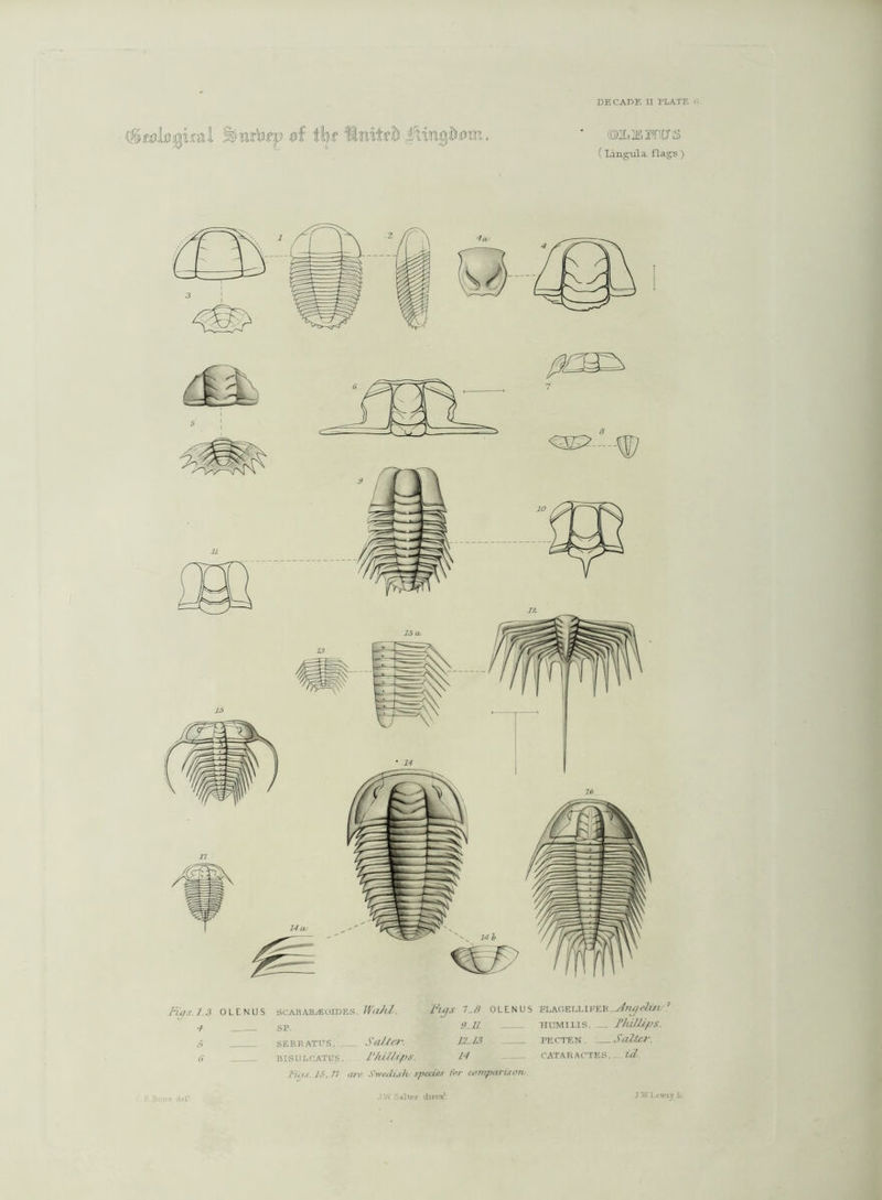 af tbt ftnitod ©mots (lingula, flags) Figs. OLENUS 1 5 r> SCARAIUEOIDES. Wahl. SP. Figs 1-8 OLENUS FLAG EIXI PER. Artg duv 9-11 HUM1L1S. IJulllpS. SER RATE'S, _ SClJlW. 12-13 BISULCATUS, r/iMips. 14 Fins. 15.11 are Swedish species for comparison. PE cten . : Salter. CATARACTES, id,. 1 JAN Salter direx' J W I.tiwiv £r
