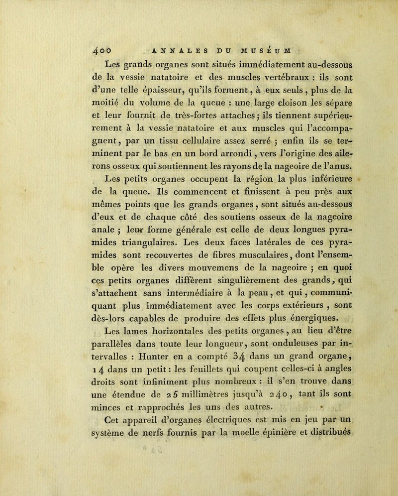 Les grands organes sont situés immédiatement au-dessous de la vessie natatoire et des muscles vertébraux : ils sont d’une telle épaisseur, qu’ils forment, à eux seuls , plus de la moitié du volume de la queue : une large cloison les sépare et leur fournit de très-fortes attaches ; ils tiennent supérieu- rement à la vessie natatoire et aux muscles qui l’accompa- gnent, par un tissu cellulaire assez serré ; enfin ils se ter- minent par le bas en un bord arrondi, vers l’origine des aile- rons osseux qui soutiennent les rayons de la nageoire de l’anus. Les petits organes occupent la région la plus inférieure de la queue. Ils commencent et finissent à peu près aux mêmes points que les grands organes, sont situés au-dessous d’eux et de chaque côté des soutiens osseux de la nageoire anale j leur forme générale est celle de deux longues pyra- mides triangulaires. Les deux faces latérales de ces pyra- mides sont recouvertes de fibres musculaires} dont l’ensem- ble opère les divers mouvemens de la nageoire ; en quoi ces petits organes diffèrent singulièrement des grands qui s’attachent sans intermédiaire à la peau, et qui, communi- quant plus immédiatement avec les corps extérieurs , sont dès-lors capables de produire des effets plus énergiques. Les lames horizontales des petits organes , au lieu d’être parallèles dans toute leur longueur, sont onduleuses par in- tervalles : Hunter en a compté 34 dans un grand organe, 1 4 dans un petit : les feuillets qui coupent celles-ci à angles droits sont infiniment plus nombreux : il s’en trouve dans une étendue de 25 millimètres jusqu’à 240, tant ils sont minces et rapprochés les uns des autres. Cet appareil d’organes électriques est mis en jeu par un système de nerfs fournis par la moelle épinière et distribués