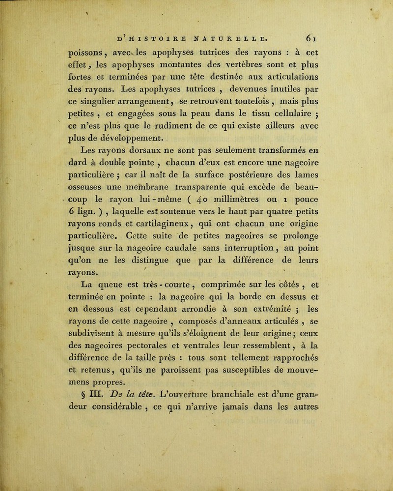 poissons, avec les apophyses tutrices des rayons : à cet effet, les apophyses montantes des vertèbres sont et plus fortes et terminées par une tête destinée aux articulations des rayons. Les apophyses tutrices , devenues inutiles par ce singulier arrangement, se retrouvent toutefois , mais plus petites , et engagées sous la peau dans le tissu cellulaire $ ce n’est plus que le rudiment de ce qui existe ailleurs avec plus de développement. Les rayons dorsaux ne sont pas seulement transformés en dard à double pointe , chacun d’eux est encore une nageoire particulière $ car il naît de la surface postérieure des lames osseuses une membrane transparente qui excède de beau- coup le rayon lui-même ( 4° millimètres ou i pouce 6 lign. ) , laquelle est soutenue vers le haut par quatre petits rayons ronds et cartilagineux, qui ont chacun une origine particulière. Cette suite de petites nageoires se prolonge jusque sur la nageoire caudale sans interruption, au point qu’on ne les distingue que par la différence de leurs rayons. La queue est très - courte , comprimée sur les côtés , et terminée en pointe : la nageoire qui la borde en dessus et en dessous est cependant arrondie à son extrémité $ les rayons de cette nageoire , composés d’anneaux articulés , se subdivisent à mesure qu’ils s’éloignent de leur origine ; ceux des nageoires pectorales et ventrales leur ressemblent, à la différence de la taille près : tous sont tellement rapprochés et retenus, qu’ils ne paroissent pas susceptibles de mouve- mens propres. § III. De la tête. L’ouverture branchiale est d’une gran- deur considérable , ce cpii n’arrive jamais dans les autres