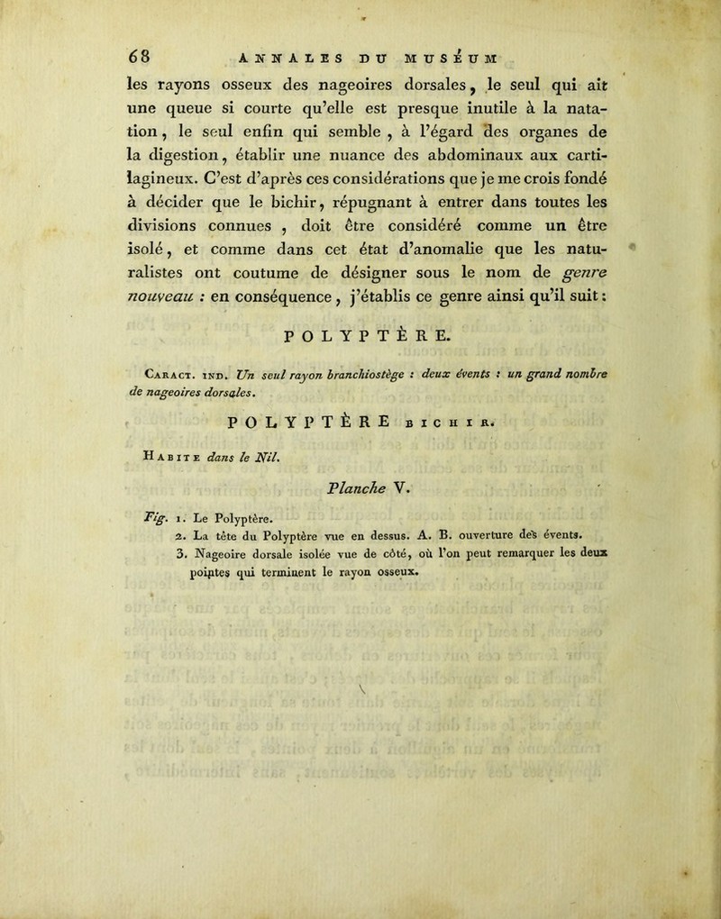 les rayons osseux des nageoires dorsales, le seul qui ait une queue si courte qu’elle est presque inutile à la nata- tion , le seul enfin qui semble , à l’égard des organes de la digestion, établir une nuance des abdominaux aux carti- lagineux. C’est d’après ces considérations que je me crois fondé à décider que le bichir, répugnant à entrer dans toutes les divisions connues , doit être considéré comme un être isolé, et comme dans cet état d’anomalie que les natu- ralistes ont coutume de désigner sous le nom de genre nouveau : en conséquence ? j’établis ce genre ainsi qu’il suit: POLYPTÈRE. Caract. ïnd. Un seul rayon branchiostège : deux évents : un grand nombre de nageoires dorsales. POLYPTÈRE bichir. Habite dans le NU. Flanche Y. Fig. i. Le Polyptère. 2. La tète du Polyptère vue en dessus. A. B. ouverture de& évents. 3. Nageoire dorsale isolée vue de côté, où l’on peut remarquer les deuz poiptes qui terminent le rayon osseux.