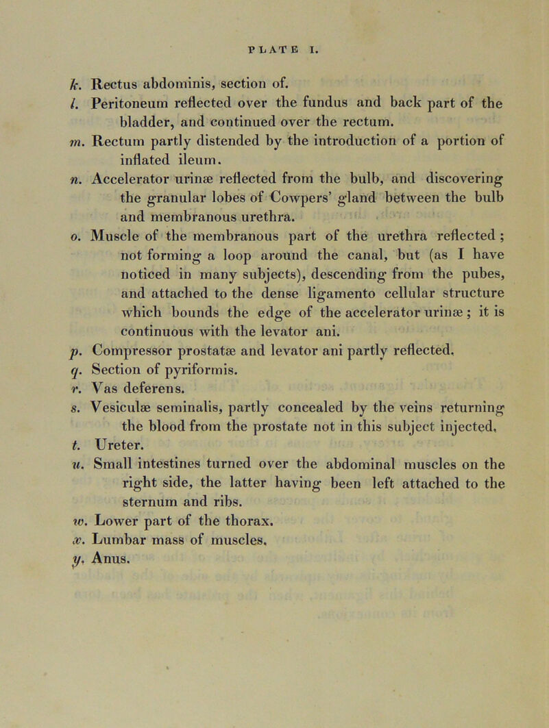 k. Rectus abdominis, section of. /. Peritoneum reflected over the fundus and back part of the bladder, and continued over the rectum. m. Rectum partly distended by the introduction of a portion of inflated ileum. n. Accelerator urinse reflected from the bulb, and discovering the granular lobes of Cowpers’ gland between the bulb and membranous urethra. o. Muscle of the membranous part of the urethra reflected ; not forming a loop around the canal, but (as I have noticed in many subjects), descending from the pubes, and attached to the dense ligamento cellular structure which bounds the edge of the accelerator urinse; it is continuous with the levator ani. p. Compressor prostatse and levator ani partly reflected, q. Section of pyriform is. r. Vas deferens. s. Vesiculee seminalis, partly concealed by the veins returning the blood from the prostate not in this subject injected, t. Ureter. u. Small intestines turned over the abdominal muscles on the right side, the latter having been left attached to the sternum and ribs. w. Lower part of the thorax. x. Lumbar mass of muscles. p. Anus.