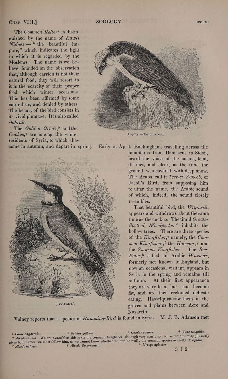 The Common Roller® is distin- guished by the name of Kawts Nidges — “the beautiful im- pure,” which indicates the light in which it is regarded by the Moslems. The name is we be- lieve founded on the observation that, although carrion is not their natural food, they will resort to it in the scarcity of their proper food which winter occasions. This has been affirmed by some naturalists, and denied by others. The beauty of the bird consists in its vivid plumage. Itis also called shikrak. The Golden Oriole,» andthe . Cuckoo,° are among the winter [Osprey.—See p. ceccii.] residents of Syria, to which they come in autumn, and depart in spring. Early in April, Buckingham, travelling across the mountains from Damascus to Sidon, Pee. Eee, heard the voice of the cuckoo, loud, He ceags distinct, and clear, at the time the ground was covered with deep snow. The Arabs call it Teer-el-Yakoob, or Jacob’s Bird, from supposing him to utter the name, the Arabic sound of which, indeed, the sound closely resembles. That beautiful bird, the Wry-neck, appears and withdraws about the same time as the cuckoo, The timid Greater Spotted Woodpecker inhabits the hollow trees. There are three species of the Kingfisher,® namely, the Com- mon Kingfisher ;f the Halcyon ;$ and the Smyrna Kingfisher. The Bee- Eater,» called in Arabic Wurwar, formerly not known in England, but now an occasional visitant, appears in Syria in the spring and remains till autumn. At their first appearance they are very lean, but soon become fat, and are then reckoned delicate eating. Hasselquist saw them in the [Bee-Eater.} groves and plains between Acre and Nazareth. Volney reports that a species of Humming-Bird is found in Syria. M. J. B. Adanson met ee Ss ee ——— (SES ESS b Orivlus galbula. © Cuculus canorus. ad Yunz torquilla. he common kingfisher, although very nearly so; but as our authority (Russell) t know whether the bird be really the common species or really A. isptdia. h Merops apiaster. 3 f 2 a Coracias garrulu. © Alcedo ispidia. We are aware ‘that this is not t gives both names, we must follow him, as we canno f Alcedo halcyon. &amp; Alcedo Smyrnensis.