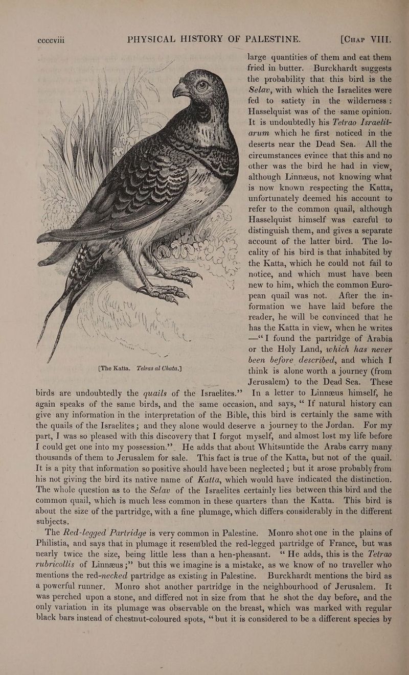 large quantities of them and eat them fried in butter. Burckhardt suggests the probability that this bird is the — Selav, with which the Israelites were fed to satiety in the wilderness : Hasselquist was of the same opinion. It is undoubtedly his Tetrao Israelt- arum which he first noticed in the deserts near the Dead Sea. All the circumstances evince that this and no other was the bird he had in view, although Linnzeus, not knowing what is now known respecting the Katta, unfortunately deemed his account to refer to the common quail, although Hasselquist himself was careful to distinguish them, and gives a separate account of the latter bird. The lo- cality of his bird is that inhabited by the Katta, which he could not fail to ( notice, and which must have been . ay \ 3 new to him, which the common Euro- ee pean quail was not. After the in- formation we have laid before the reader, he will be convinced that he has the Katta in view, when he writes —‘I found the partridge of Arabia or the Holy Land, which has never been before described, and which I think is alone worth a journey (from i Jerusalem) to the Dead Sea. These birds are undoubtedly the quails of the Israelites.’ In a letter to Linneus himself, he again speaks of the same birds, and the same occasion, and says, “ If natural history can give any information in the interpretation of the Bible, this bird is certainly the same with the quails of the Israelites; and they alone would deserve a journey to the Jordan. For my part, I was so pleased with this discovery that I forgot myself, and almost lost my life before I could get one into my possession.”’, He adds that about Whitsuntide the Arabs carry many thousands of them to Jerusalem for sale. This fact is true of the Katta, but not of the quail. It is a pity that information so positive should have been neglected ; but it arose probably from his not giving the bird its native name of Katta, which would have indicated the distinction. The whole question as to the Se/av of the Israelites certainly lies between this bird and the common quail, which is much less common in these quarters than the Katta. This bird is about the size of the partridge, with a fine plumage, which differs considerably in the different subjects. 3 The Ked-legqged Partridge is very common in Palestine. Monro shot one in the plains of Philistia, and says that in plumage it resembled the red-legged partridge of France, but was nearly twice the size, being little less than a hen-pheasant. ‘‘ He adds, this is the Tetrao rubricollis of Linneeus ;” but this we imagine is a mistake, as we know of no traveller who mentions the red-necked partridge as existing in Palestine. Burckhardt mentions the bird as a powerful runner. Monro shot another partridge in the neighbourhood of Jerusalem. It was perched upon a stone, and differed not in size from that he shot the day before, and the only variation in its plumage was observable on the breast, which was marked with regular black bars instead of chestnut-coloured spots, “but it is considered to be a different species by
